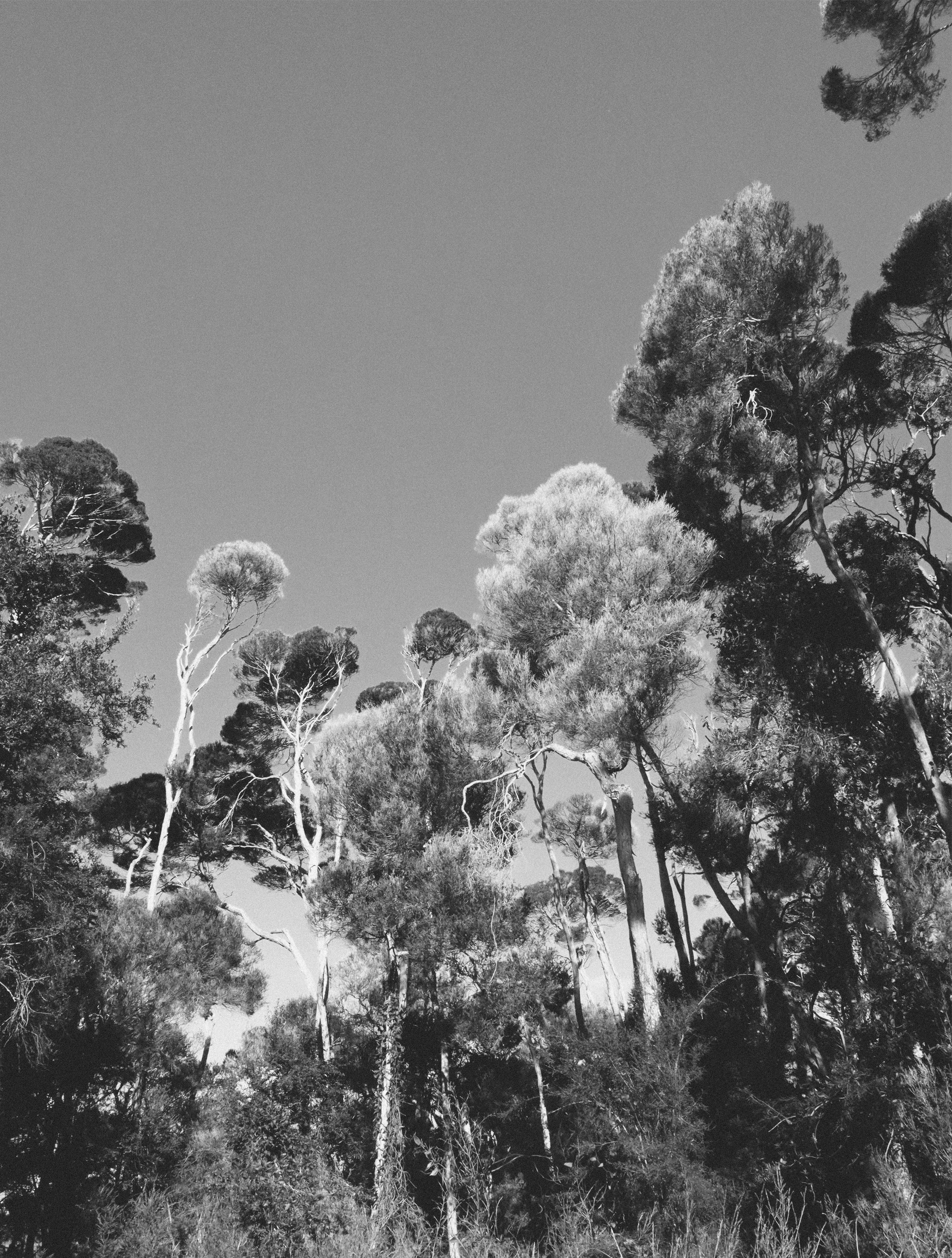 trees dark and white ZW.jpg