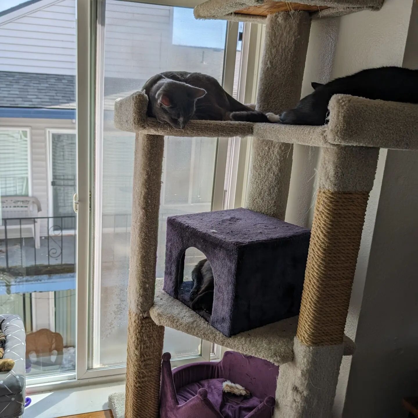 Big break with the fur babies yesterday. @iamthedivanamed_star @luci_tothe_max @mamamorganadrama and @silvernado_xan all got on the cat tree and in the cat corner together! 

It's so great, but it's just one good day, let's keep working on making mor
