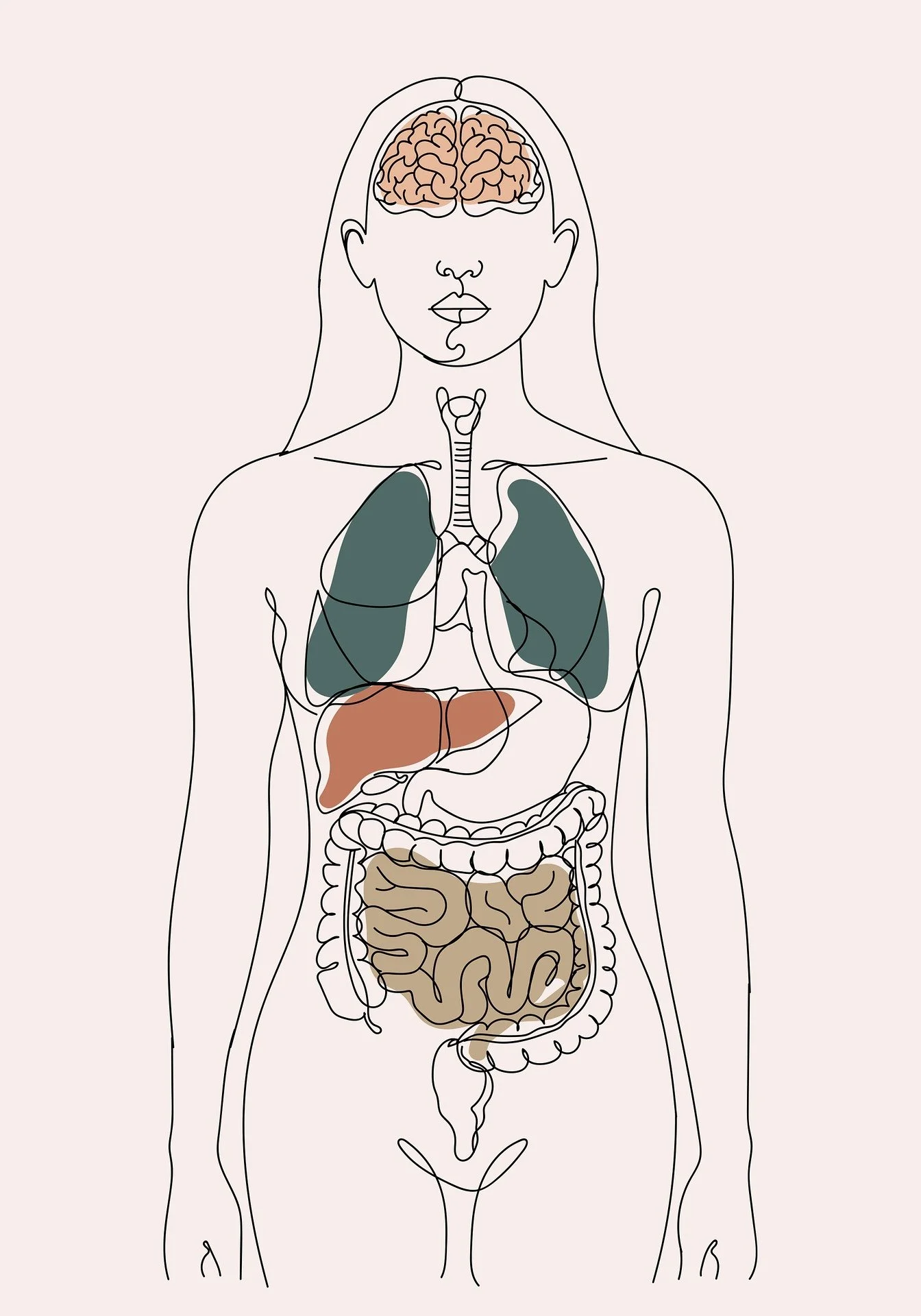 brain gut connection.jpg