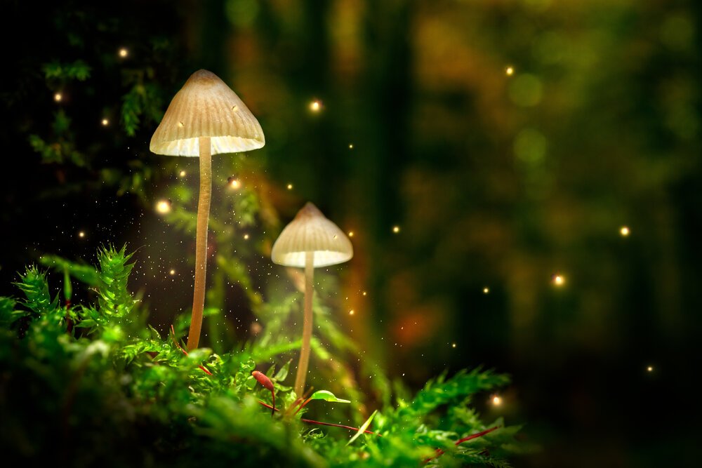Growing Evidence Supports Psilocybin-Assisted Psychotherapy for Depression