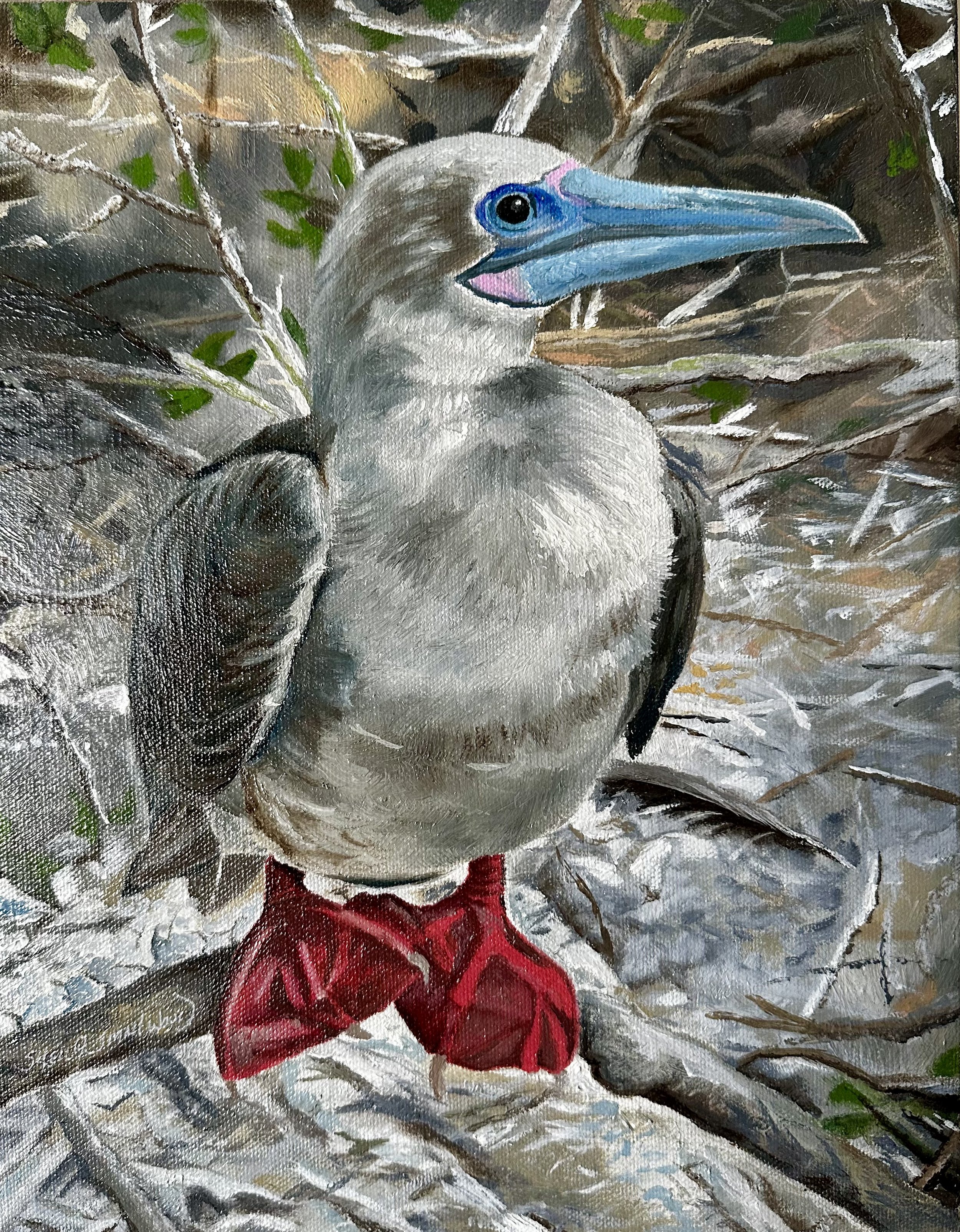Red Footed Booby 11" x 14"