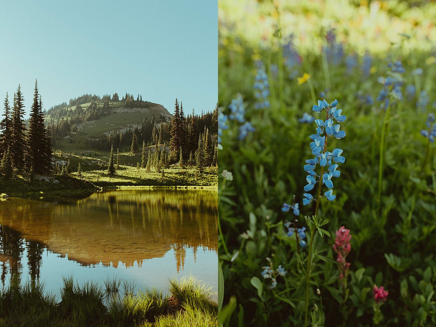 mount-rainier-summer-engagement-session_4597.jpg