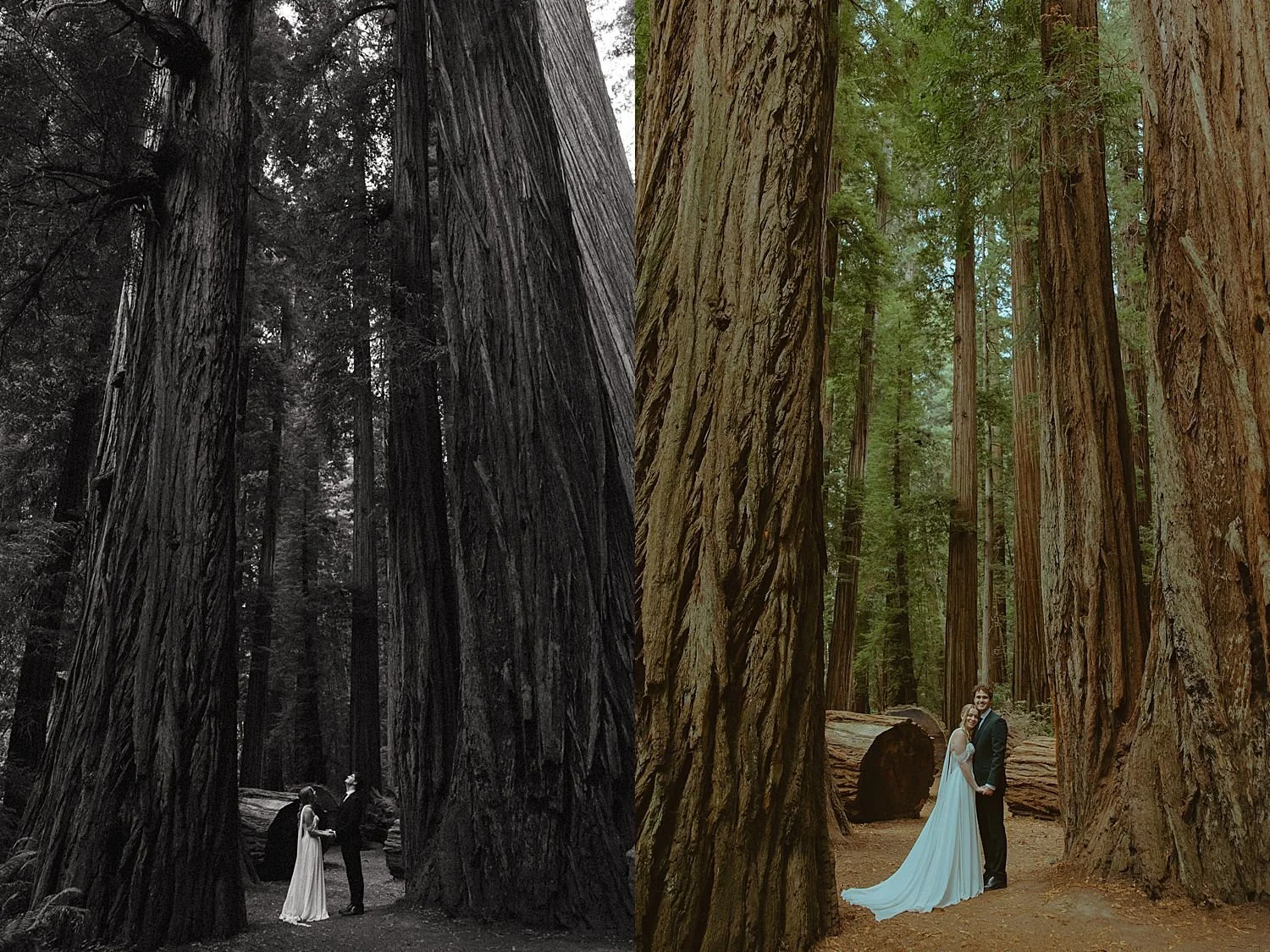 whimsical-redwoods-elopement_1431.jpg