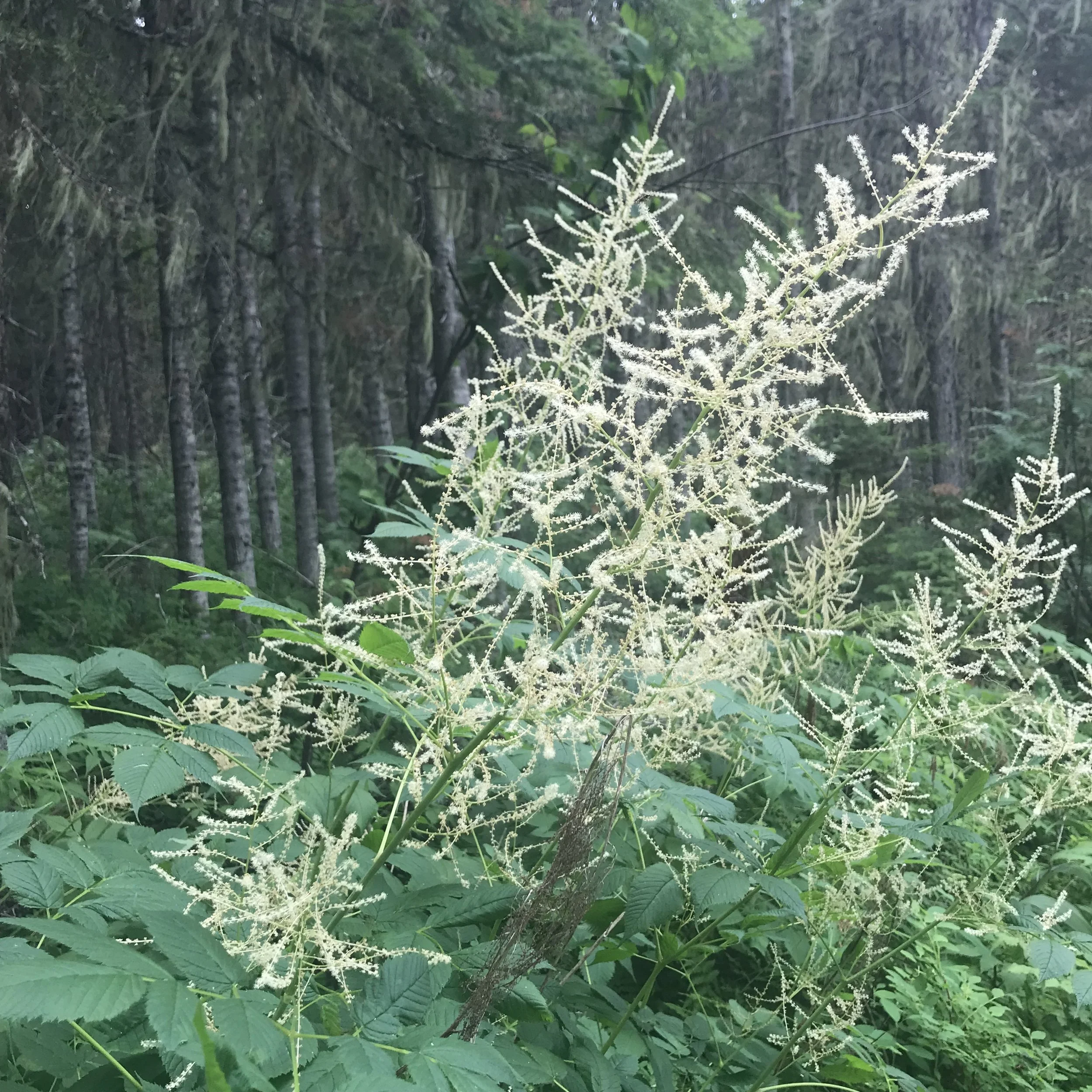 Ocean spray
Its graceful appearance shows us her ability to strengthen our stanzas and calm our hearts. She is elegant but strong. This elegant plant was steeped as a tea to calm an upset stomach in children and infants.  The flowers and fruit can be