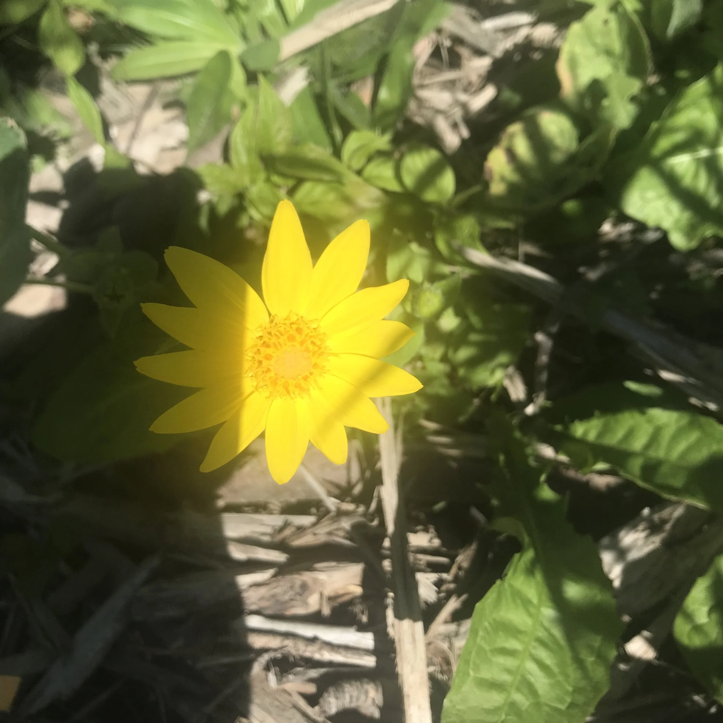 Arnica-
This bright glowing plant is our friend with it comes to inflammation, bruising, and pain. Arnica has a long history all over the world as a painkiller. The flower is used only externally, its chemical compounds can damage the liver and kidne