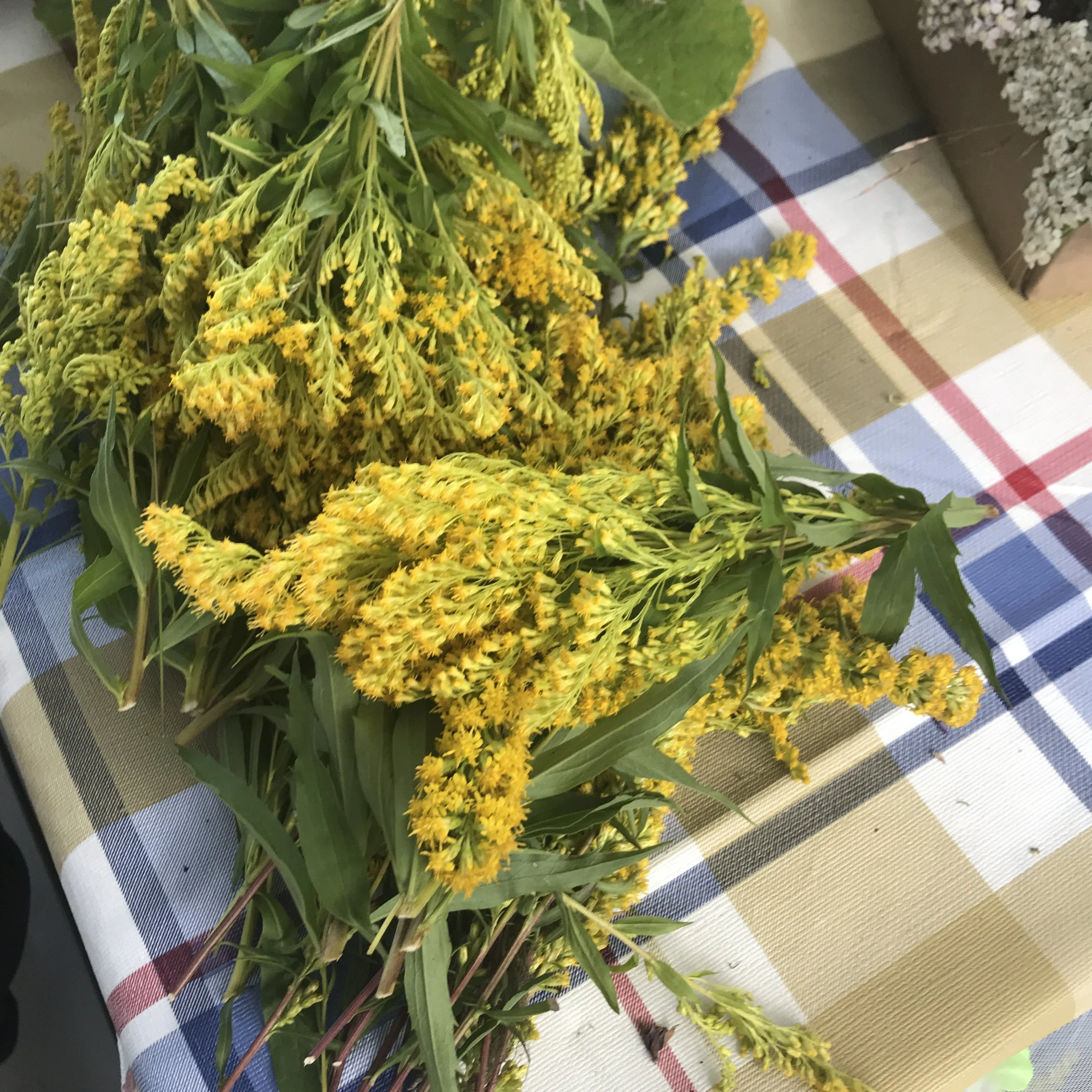Goldenrod
This sunny-looking flower makes you happy just looking at it!  Some call this the trauma plant, where there is sadness or pain this bright plant is there to help us. This plant has gentle vitamins and minerals that not only are good for the
