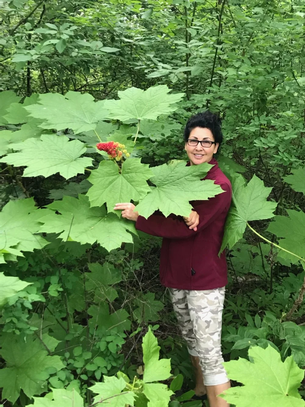Devil's Club- Hoolhghulh
This ancestral plant is well known for its powerful ability to help with pain, swelling and bruising. A powerful anti-inflammatory which works well in joint, migraine, back pain. The outer bark of the smaller stems and roots 