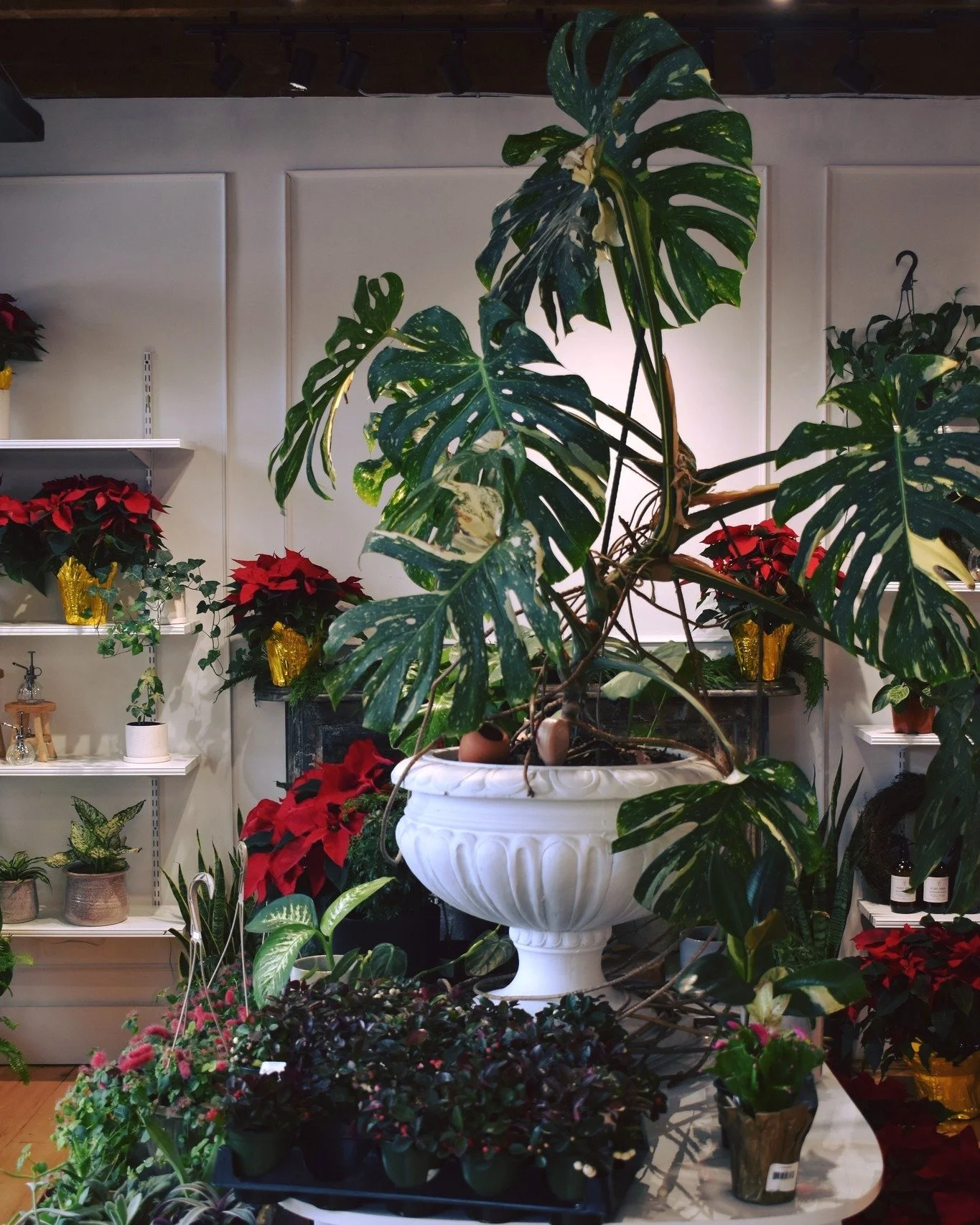 Plants, small finds, and things you&rsquo;ll want to bring home 🌿

📸 1. Ellen Street Florals &amp; Goods, @shopellenstreet (IG)
📸 2. Crackle and Teal, @crackleandteal (IG)
📸 3. Headwaters Miramichi, @headwatersmiramichi (IG)

Des plantes, des p&r