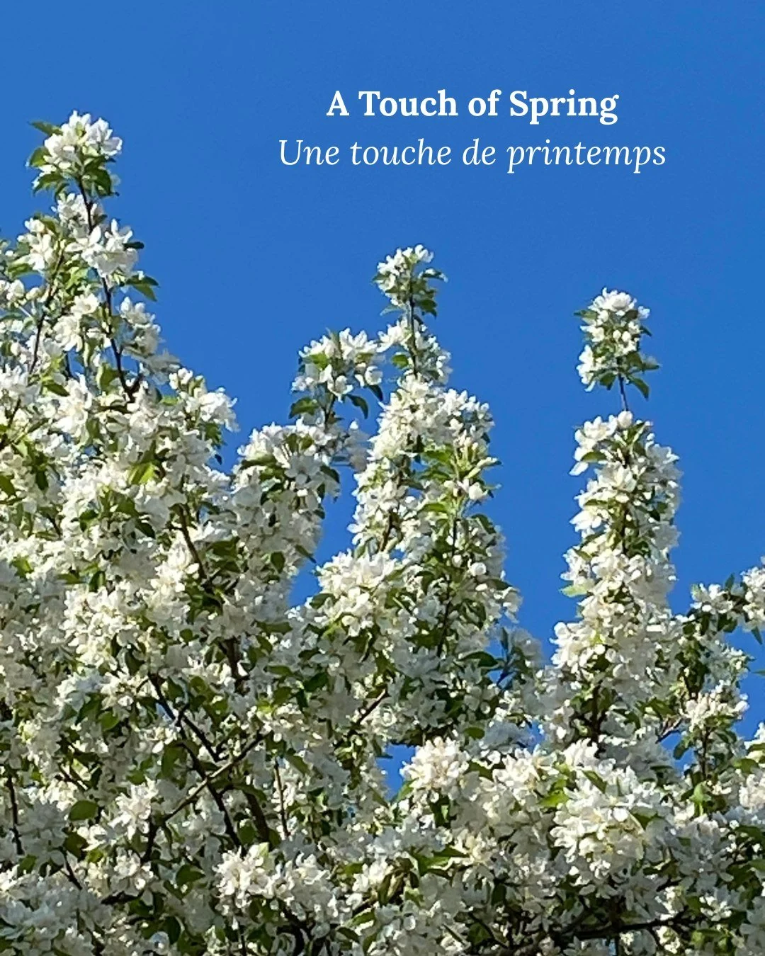 There&rsquo;s nothing like those first signs of spring. 🌸 Across the region, it&rsquo;s all about blooms, colour, and fresh new energy.

Where have you spotted your favourite blooms? 👇
-
Il n&rsquo;y a rien de plus pr&eacute;cieux que les premiers 