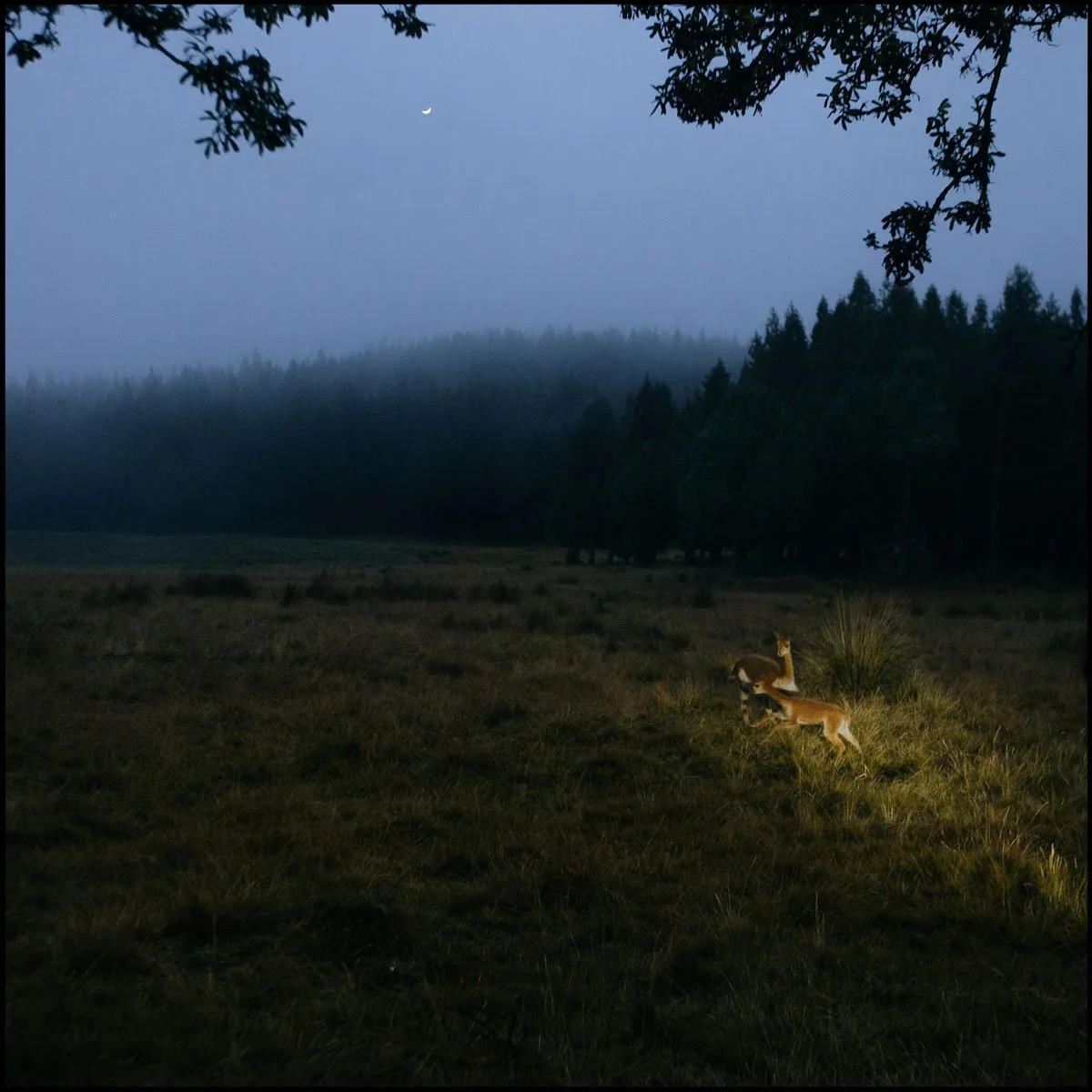 laotraorilla-2.jpg