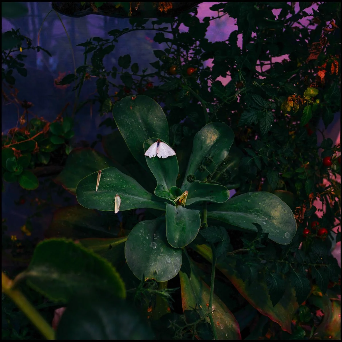 laotraorilla-7.jpg
