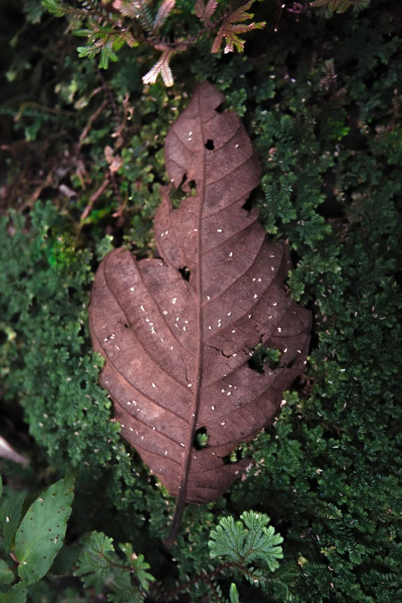 laotraorilla-13.jpg