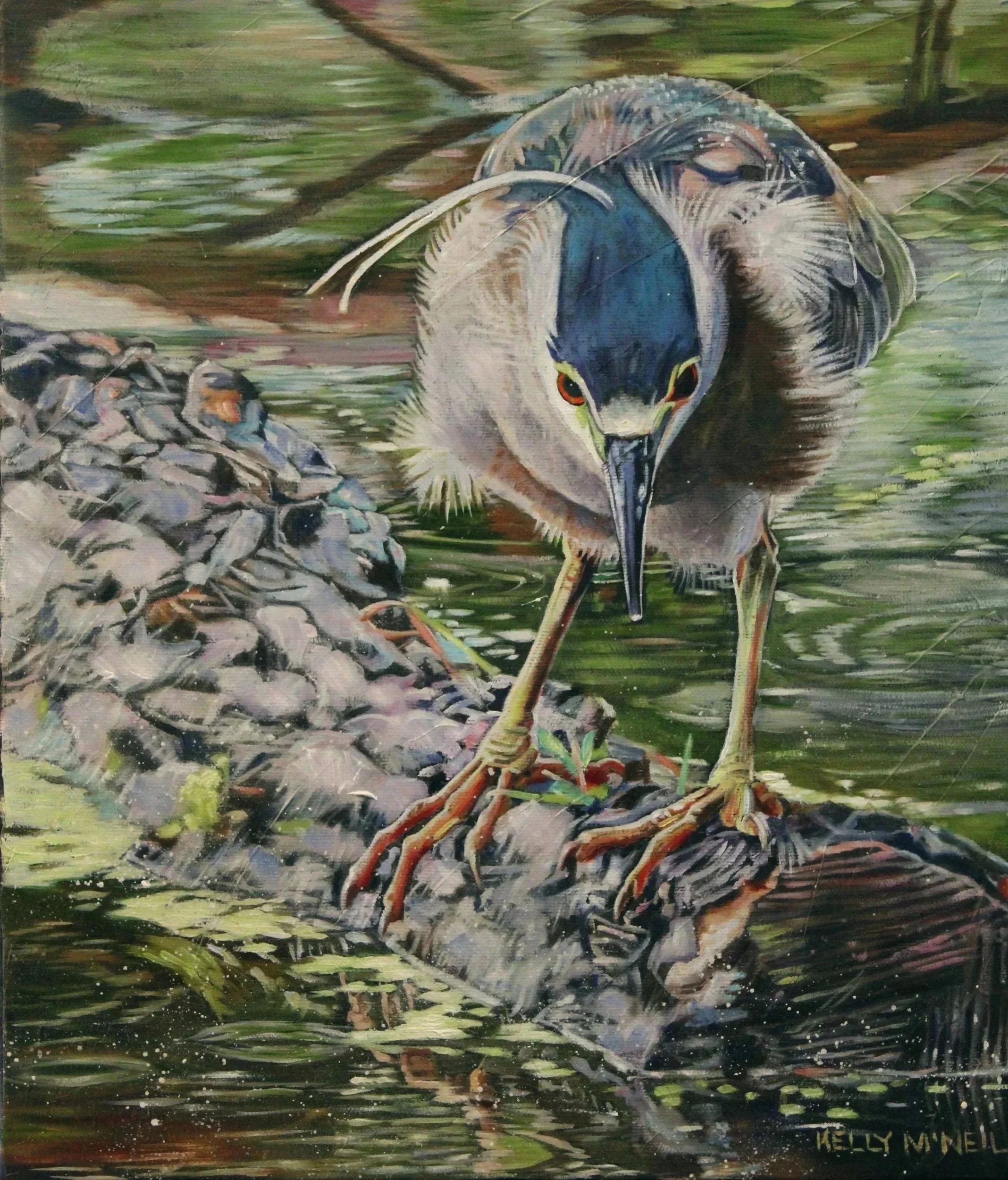  The Wetland Perch - Black Crested Heron, Oil, (12X14) OIL  Artist's Studio London, ON,