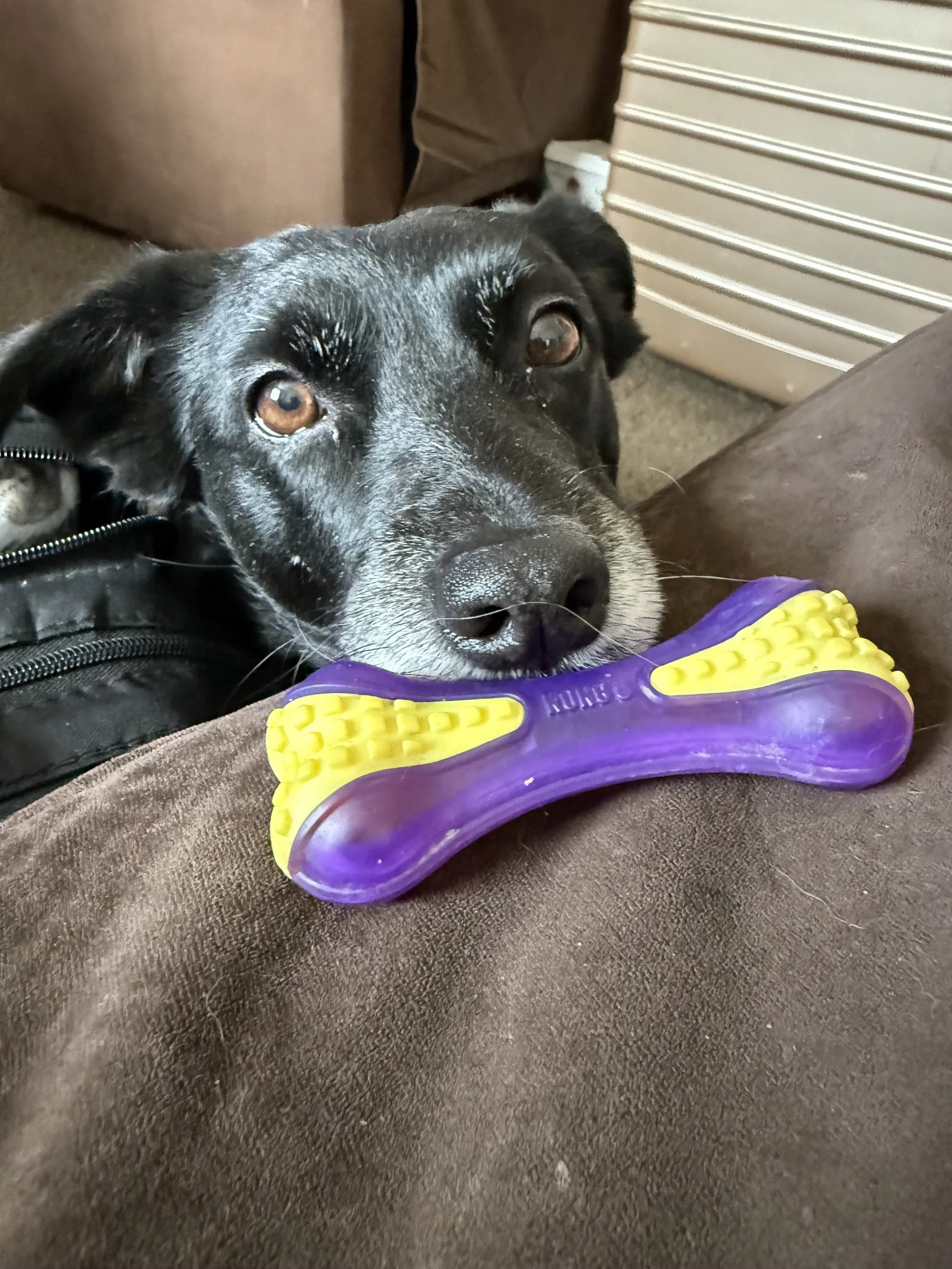 Beasley (adoption pending)