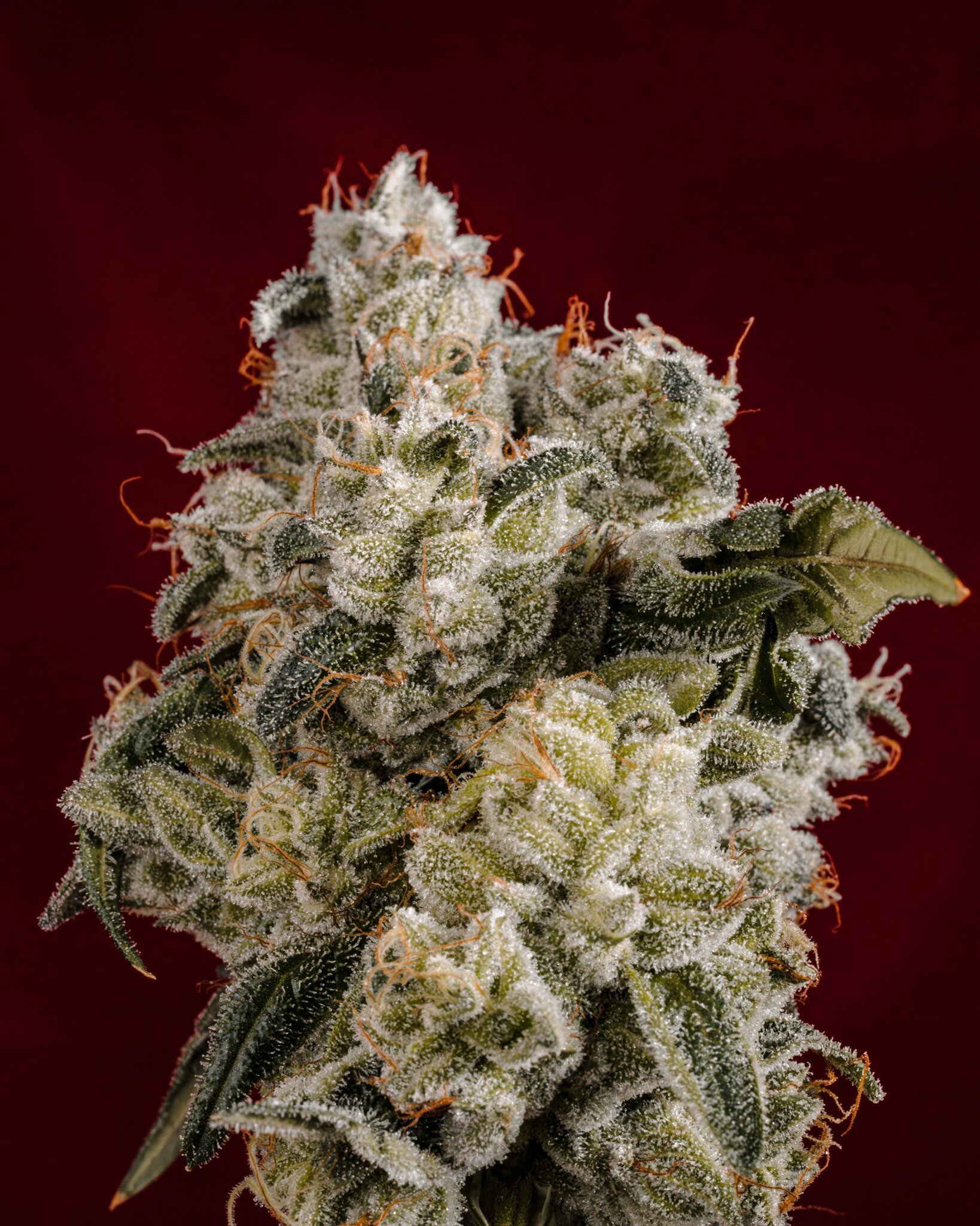 Feeling frosty, anyone? Get up close and personal with MINT SMASH a hybrid cross between Kush Mints x Maitai #4.

***This product has intoxicating effects and may be habit forming. Marijuana can impair concentration, coordination, and judgment. Do no