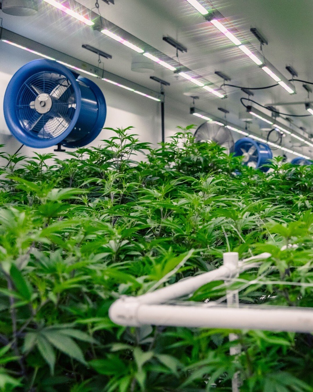 Did you know that we are committed to a more sustainable growing process?

By meticulously controlling temperature, humidity, light, and nutrient delivery, we can cultivate cannabis year-round, reducing the need for pesticides and conserving much of 