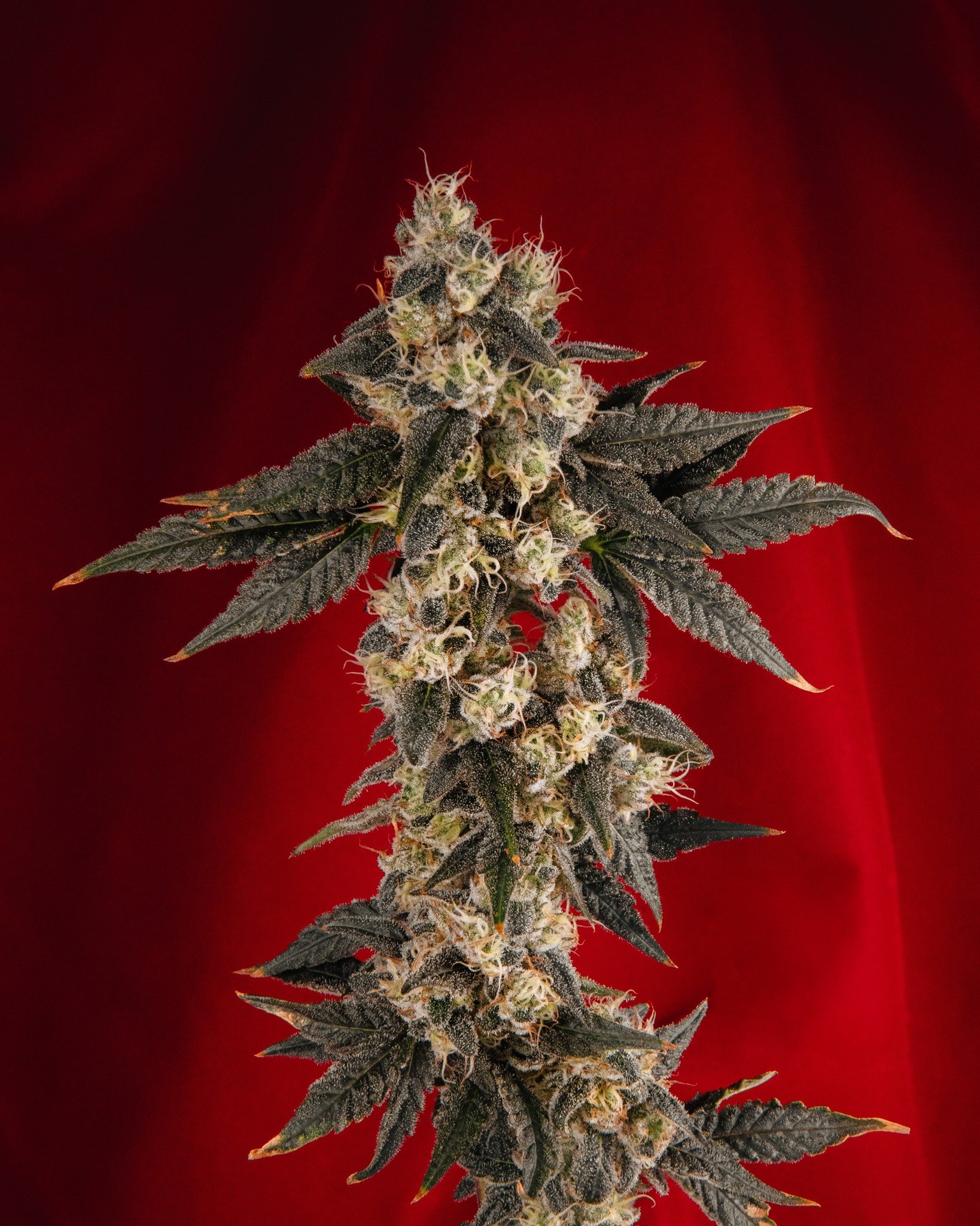 Well it&rsquo;s a nice day for&hellip; some quality time with WHITE WEDDING. 

WHITE WEDDING is a celebratory cross between popular strains Wedding Cake X Girl Scout Cookies.

***This product has intoxicating effects and may be habit forming. Marijua
