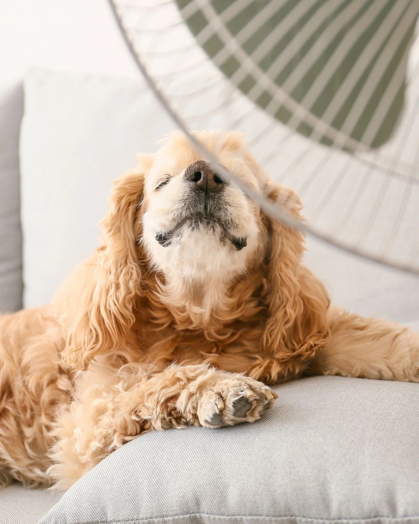 There are days when the dog wants a fan in its face, too. So, what's keepin' you from calling Sanders Plumbing HVAC knowing your A/C is on the fritz? 

#SandersPlumbingHVAC #NorthLittleRock #NLRArkansas #hvacrepairs #hvacunits