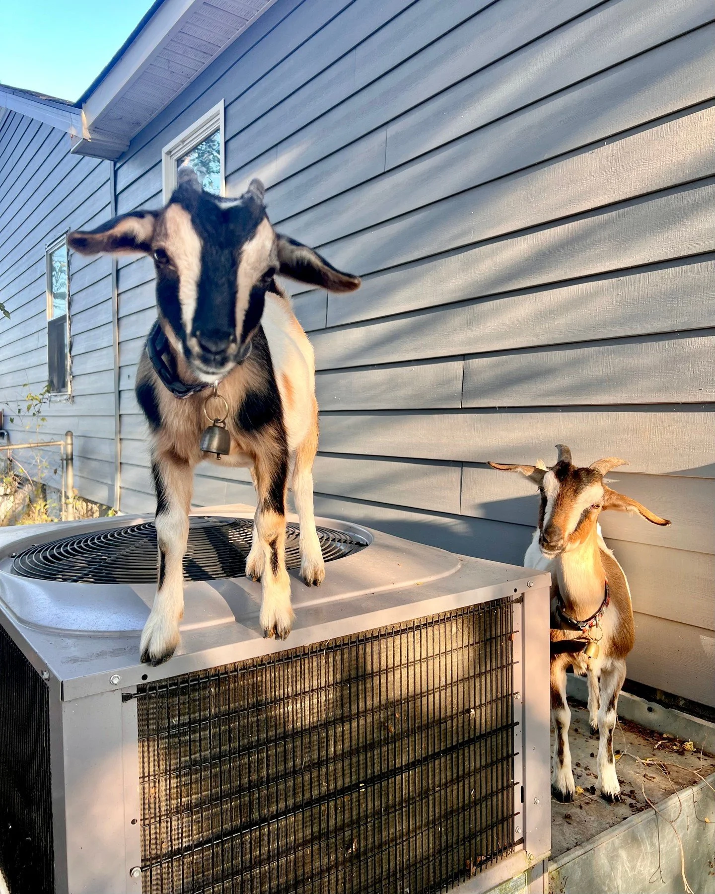 When the unexpected damages your HVAC unit, call Sanders! We&rsquo;re here to fix it and make your home comfortable again. 

Yeah &hellip; did not see that coming!
#goatsofinstagram #SandersPlumbingHVAC #NorthLittleRock #NLRArkansas #hvacrepairs #hva