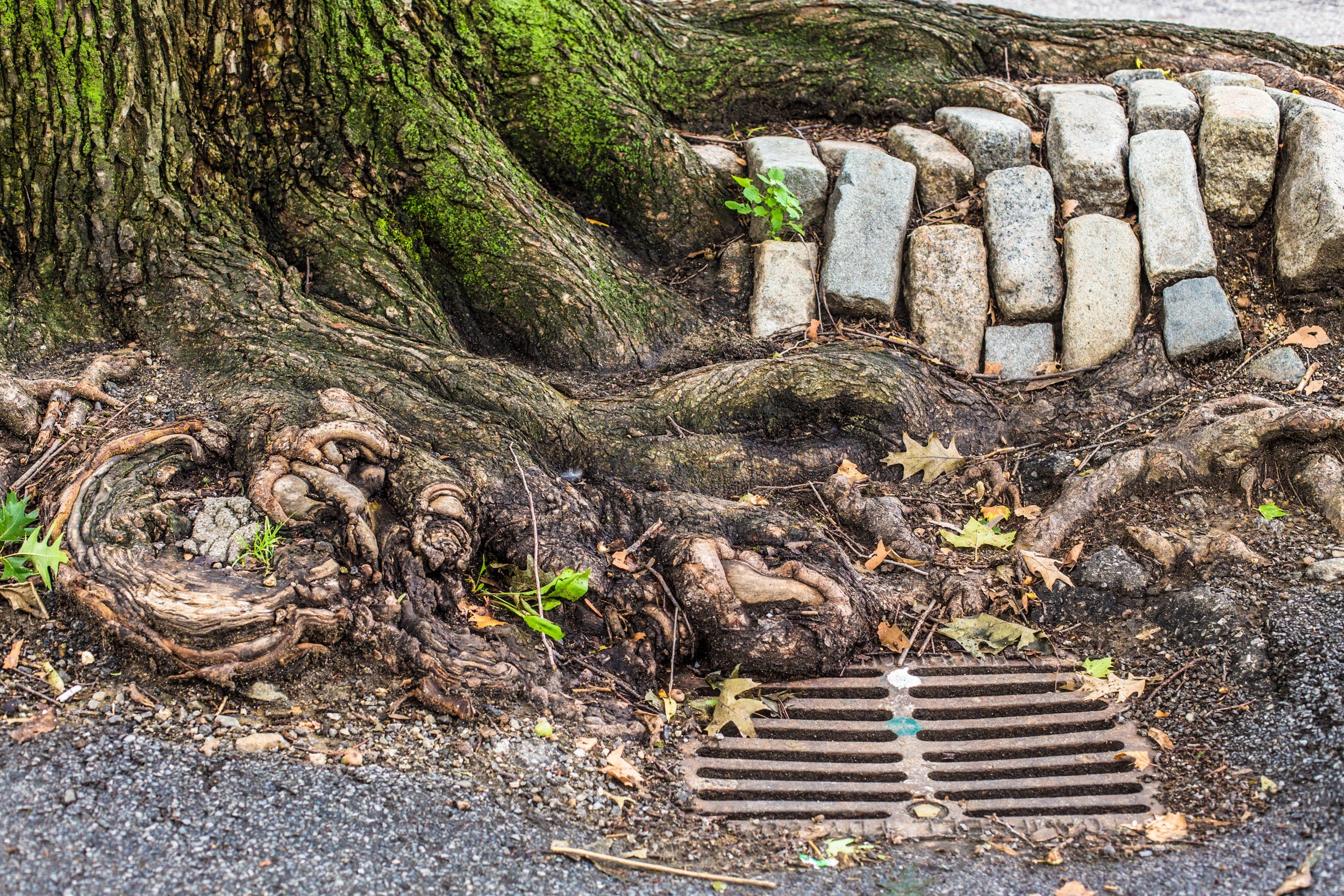 Tree Roots and Sewer Lines: Why Spring Growth Causes Drain Problems