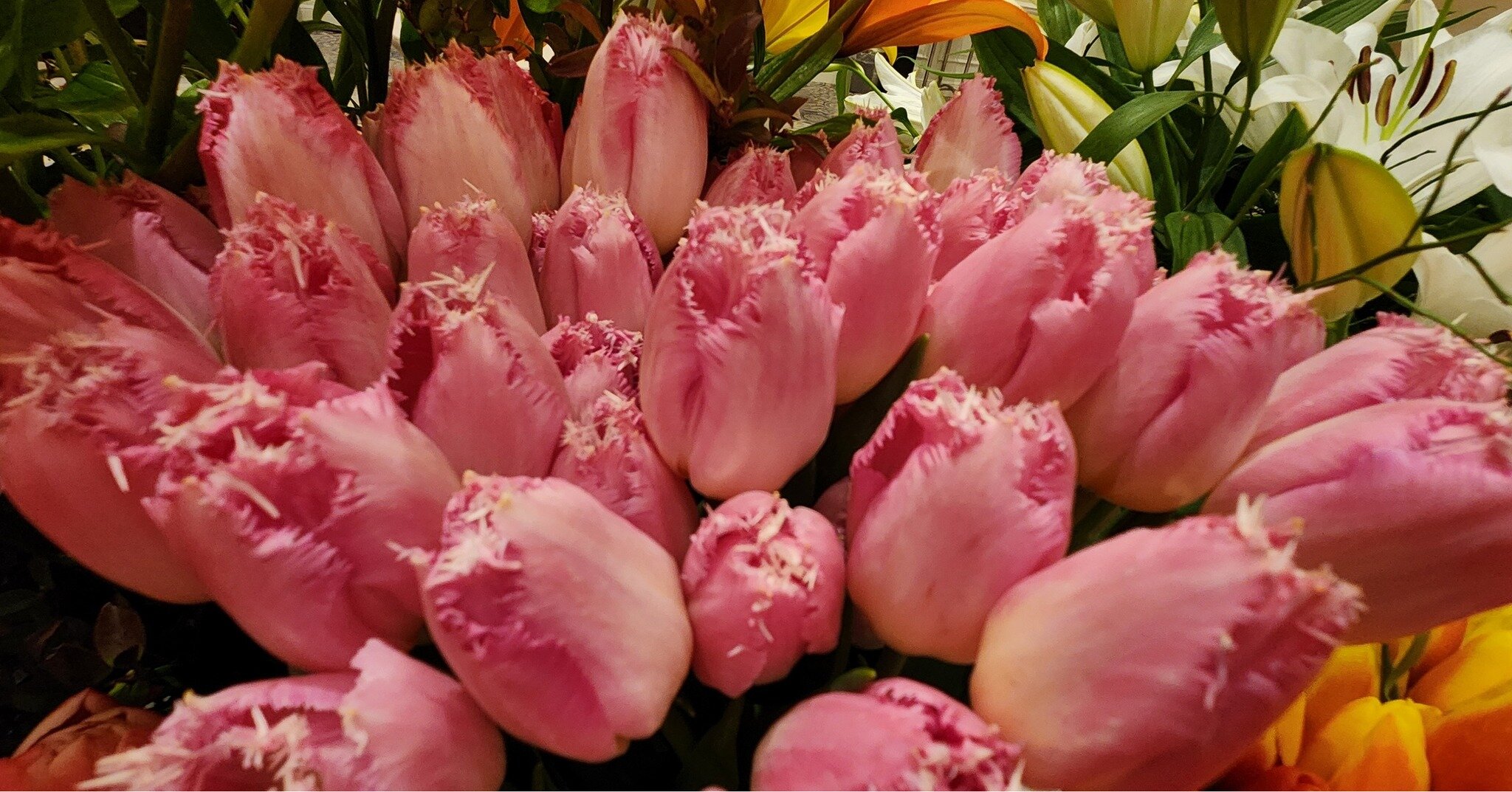 Want tulips? We got them! Classic, Fringe, Doubles, &amp; Novelty Tulips available. Ask your Sun Valley sales rep what's their favorite variety 🌷🚛😍 #BlossomMagic #bayarea #tulipday #FlowerPower #SpringBlooms #BloomingBeauty #NaturePhotography #flo