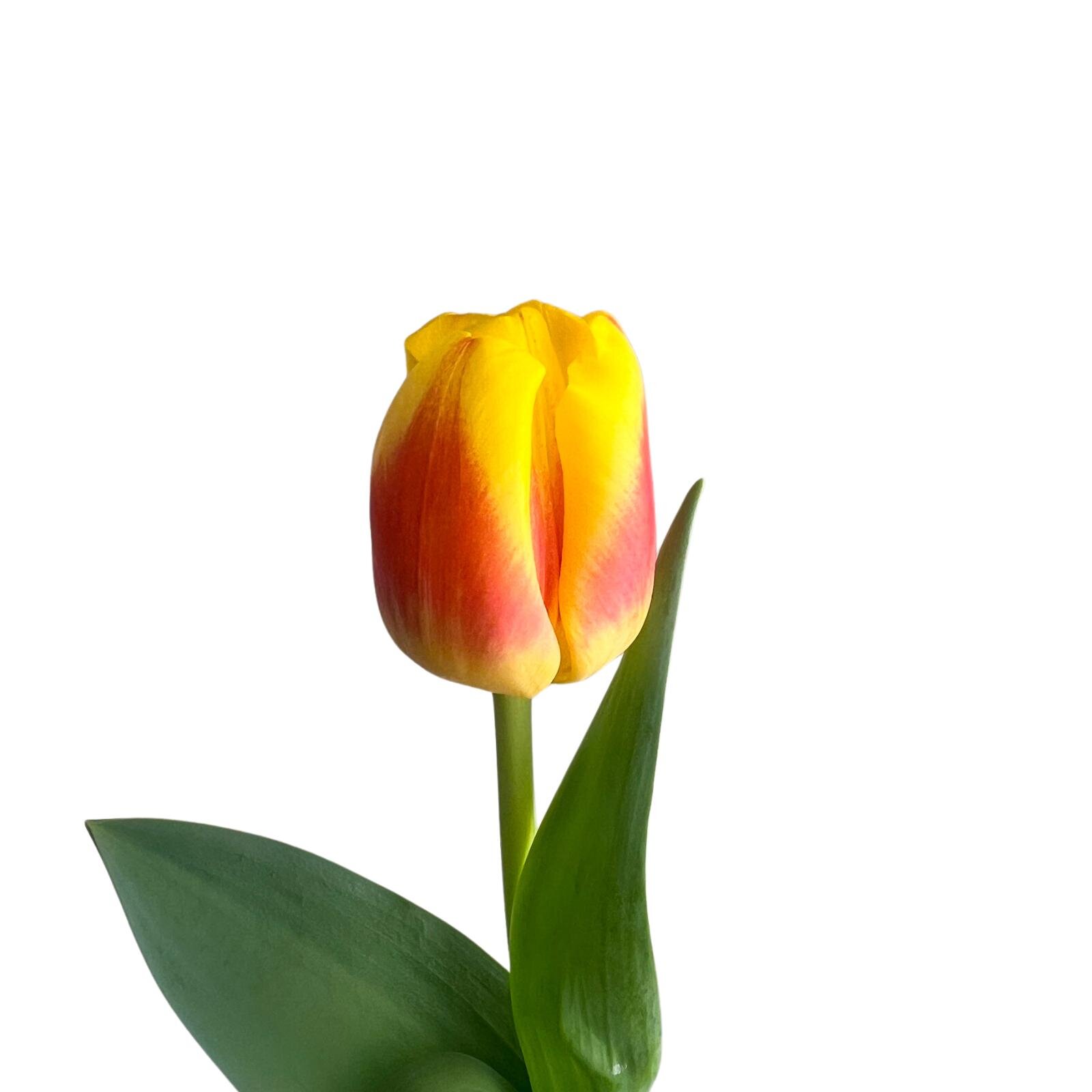 Disco is back... well in a way 🕺😅

New Tulip Variety: Disco features a gorgeous Bi-Color of Yellow &amp; Orange along with strong stems. Photos were taken about a week after being placed in water. 🌷🫶

 #icanbuymyselfflowers #Springflower #sunvall