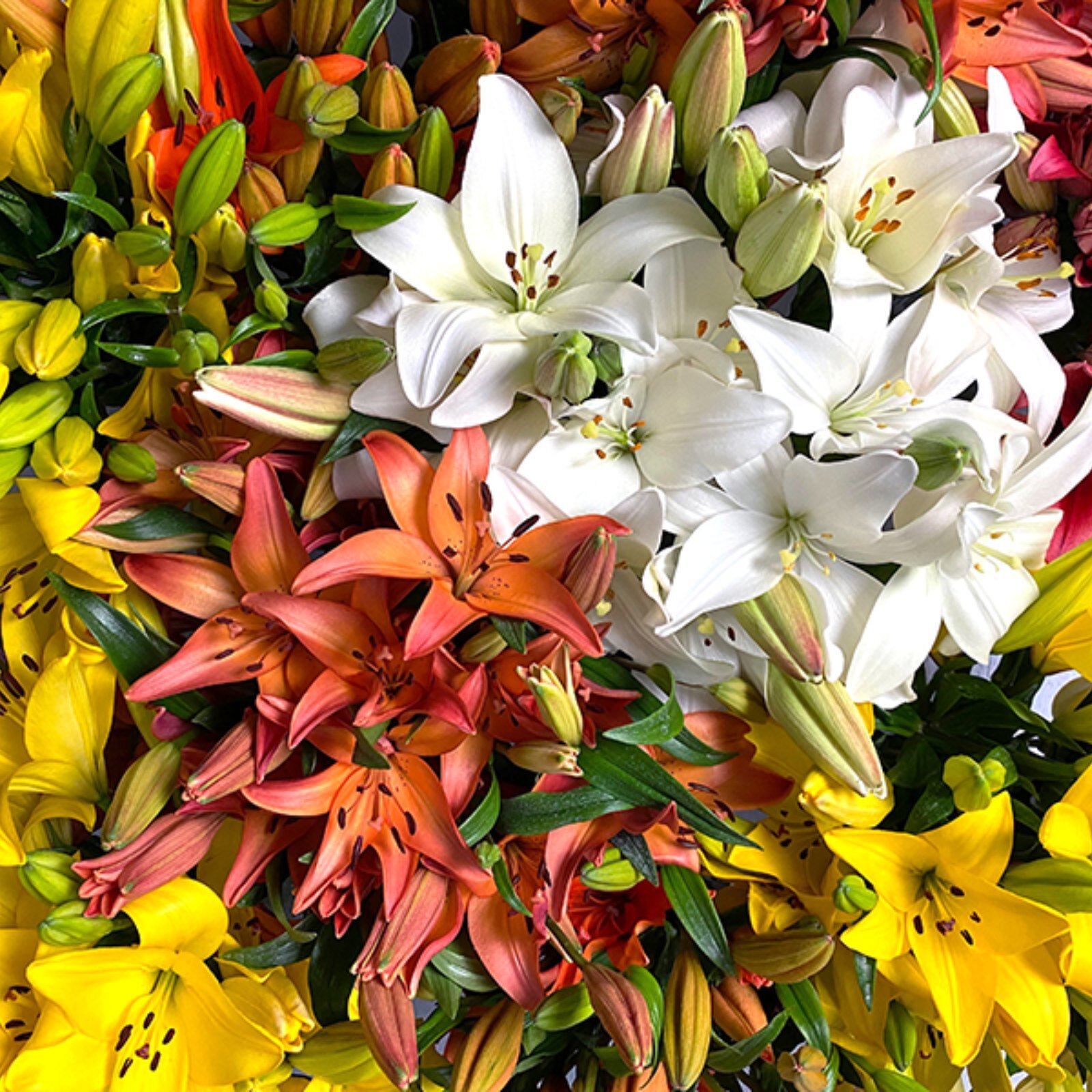 Royals are coming back into the spotlight! Ask your Sun Valley Rep what amazing deal they have for you on this gorgeous lily! 👑 #Royals #lahybrids #springflowers #floraldaily #FestiveFlorals #Sunvalley #white #pink #lilies