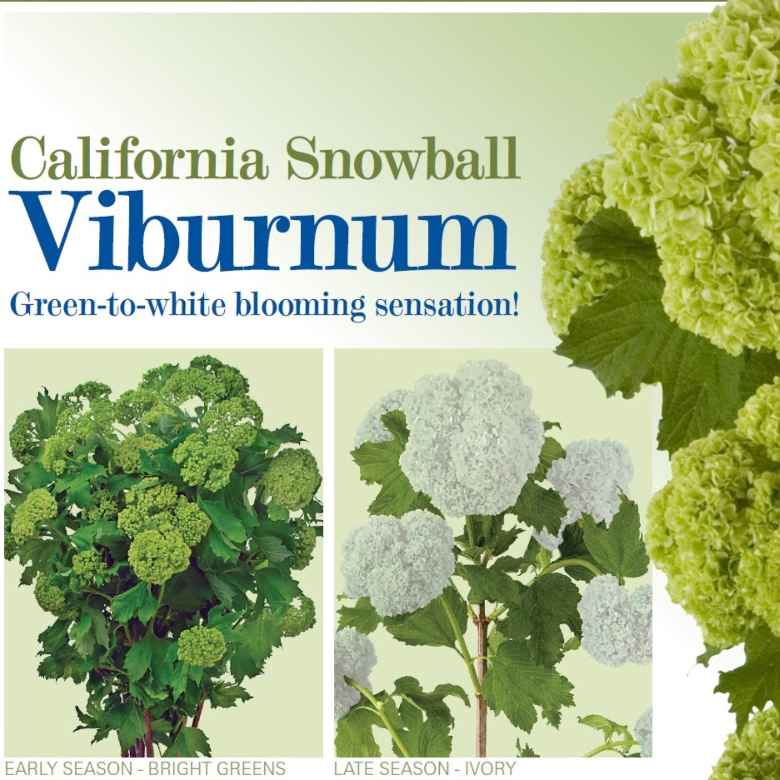 The California Snow Ball is making its back this spring! ❄️ Viburnum's early season features bright greenery, while the later season features an ivory color that is truly stunning. Stay tune for more information on when its available.  #Springflower 