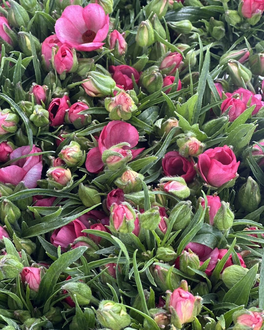 Fresh picked Butterflies &amp; Royal lilies! It&rsquo;s a gorgeous day here on the farm ☀️👑🦋

We want to say that we appreciate everyone for an amazing Easter! Your continued support keeps our farm strong and healthy. From everyone here at Sun Vall