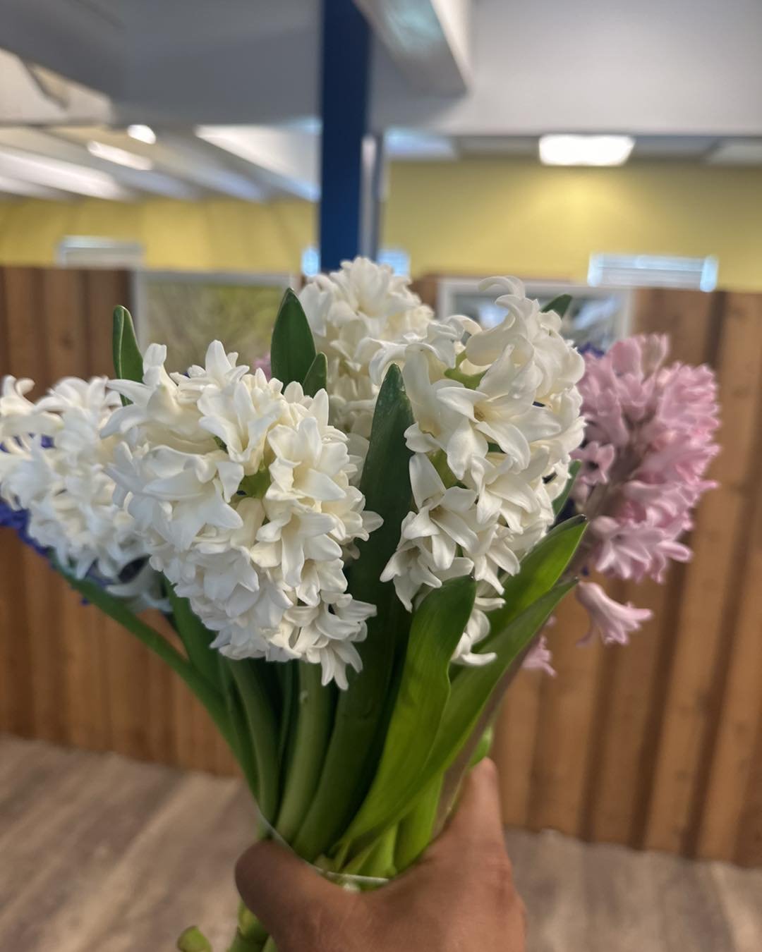 Gorgeous hyacinth 🪻 

We had these bloomed over the weekend and just look at that color! This is in our coolers now, come get it folks

 #spring #flowers #Sunvalley #colorpop #springtime #arcata #humboldt