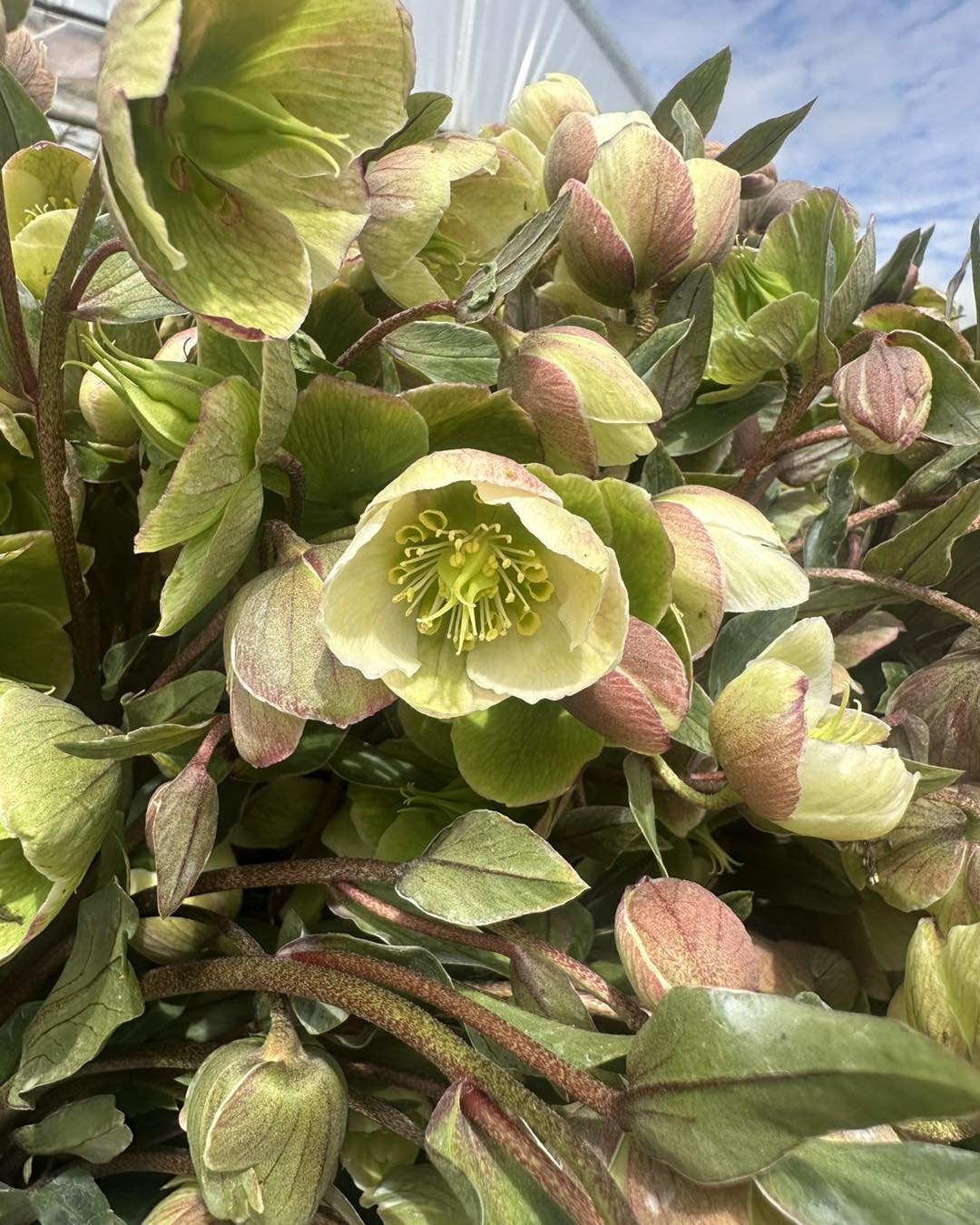 Fresh picked helleborus! 🔥