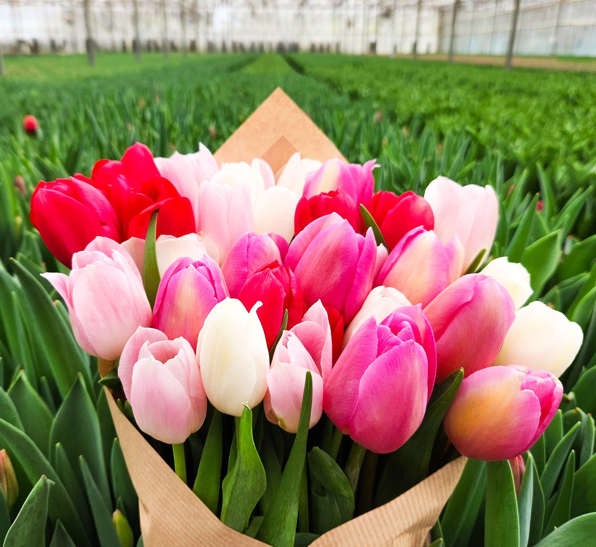 Mother's Day packing and shipping is in full swing! 🌷 If you need tulips we have them so, call your Sun Valley Rep! 

P.S. Check in with your sale rep on transportation for cut-off time for Mother's Day Shipping 📦

 #TulipMania #tulipslover #icanbu