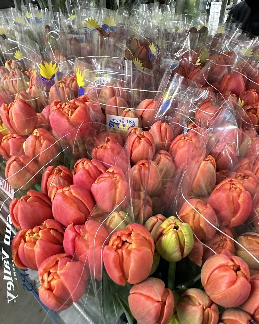 Tulips, Tulips, Tulips! 🌷 

We are getting down to the wire here for Mother&rsquo;s Day shipping so, get in touch with us if you need last minute flowers. 

#tulips #tulipsofinstagrams #tuliplovers #SunValleyfloralfarms #mothersday