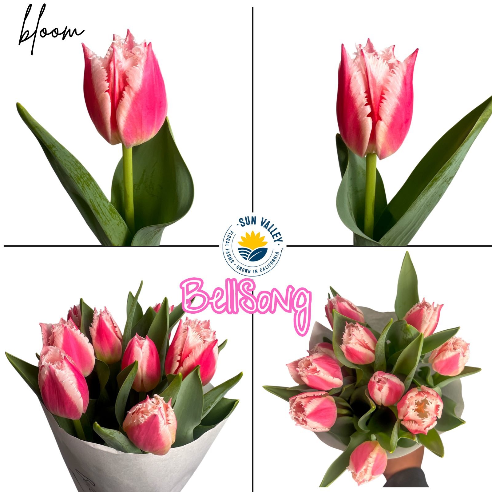 New Tulip Variety: Bellsong 🛎🎤 

 #sunvalleyfloral #springflower #floralelegance #sunvalleyfloralfarms #california #FloralElegance #flowerfeeling #flowers #tulipseason #TulipsBouquet