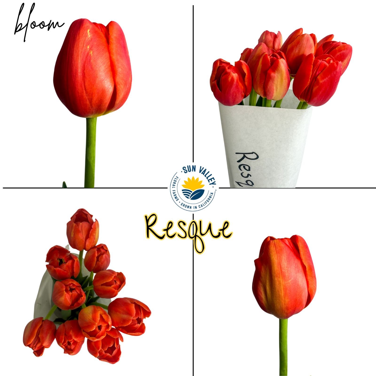 New Tulip Variety: Resque 📸

 #sunvalleyfloral #springflower #floralelegance #sunvalleyfloralfarms #california #FloralElegance #flowerfeeling #flowers #tulipseason #TulipsBouquet