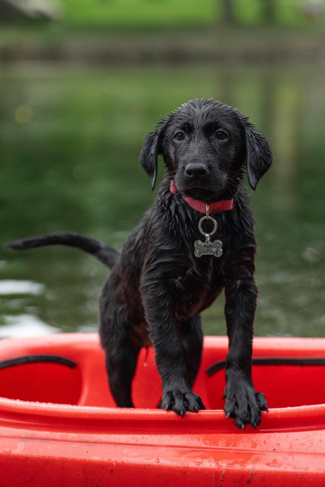 How Long Should Dog Training Take?