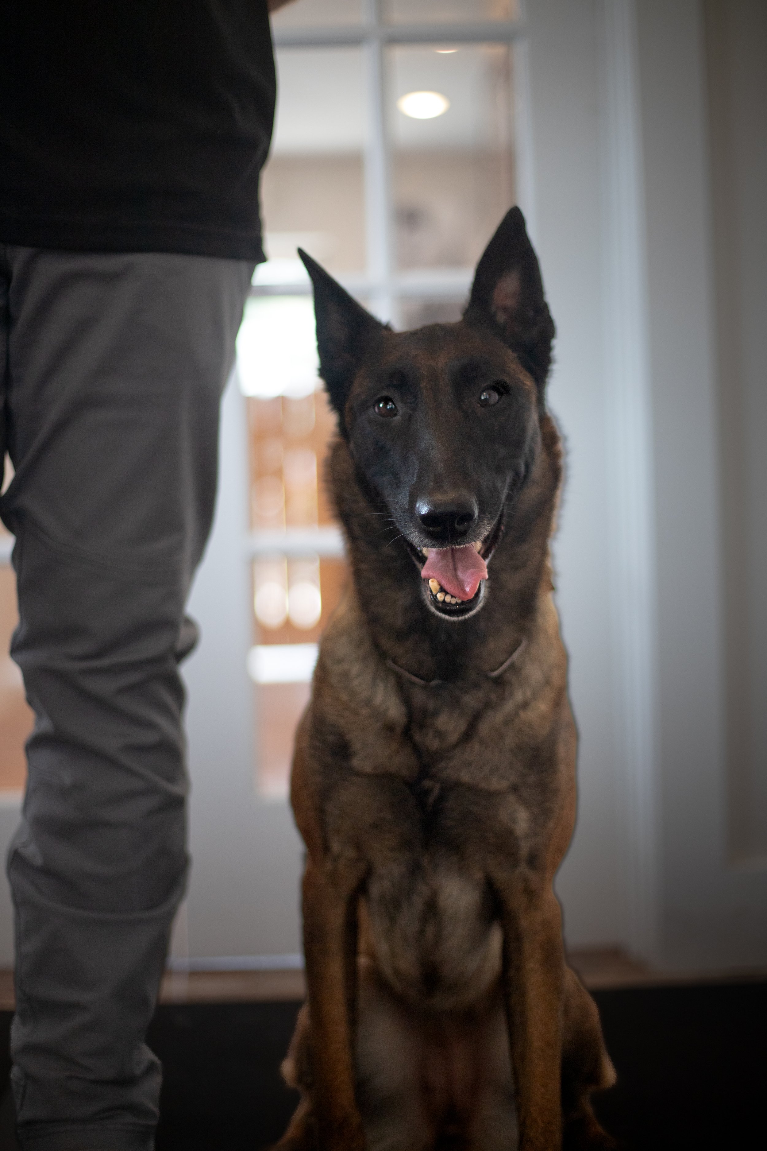 Liberty the demonstration dog for Sky Soldier Dog Training in St. Louis.