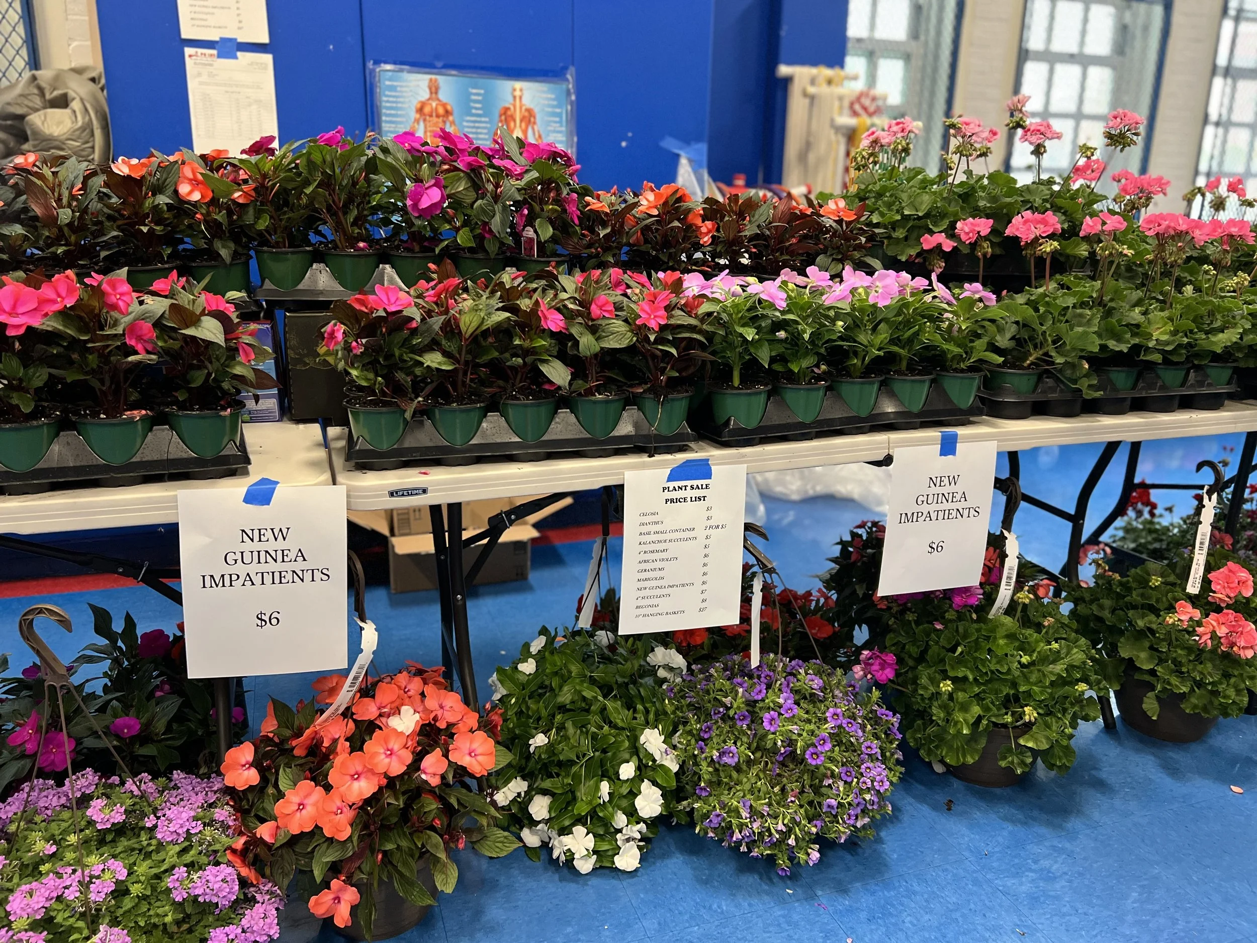 Display of potted flowers including pink, purple, and orange impatiens at a plant sale, with signs indicating they are new guinea impatiens priced at $6.