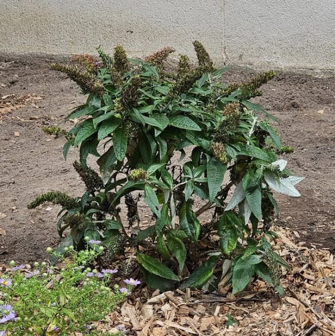 Butterfly-Bush.jpg