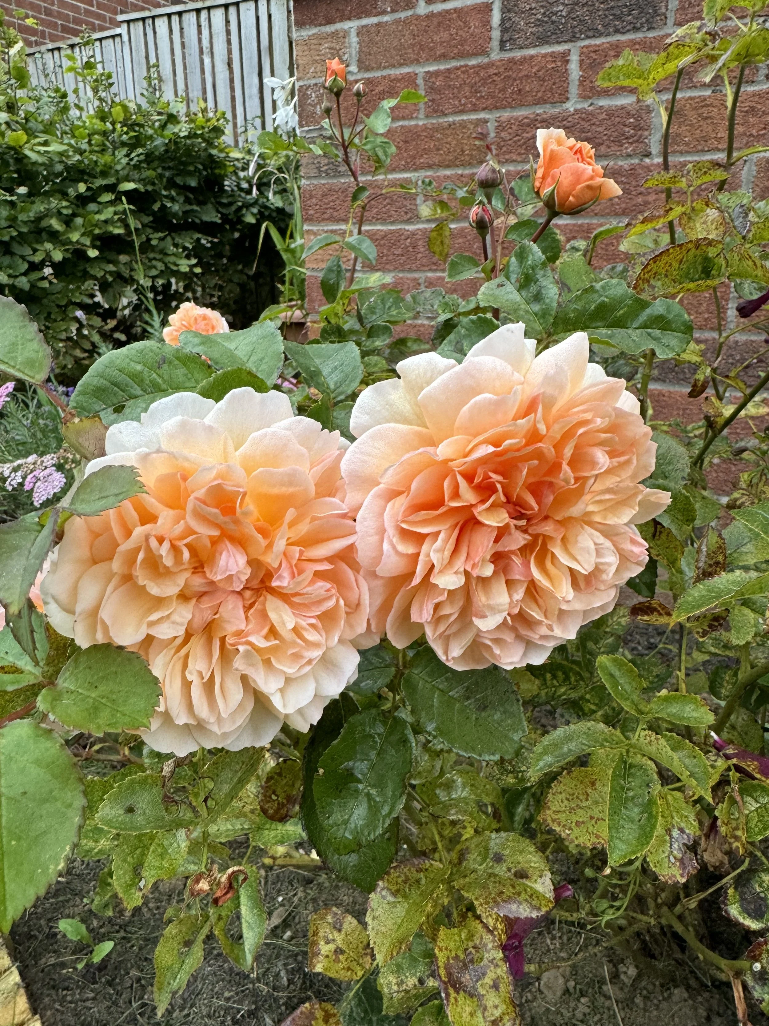 IMG_5954.jpeg