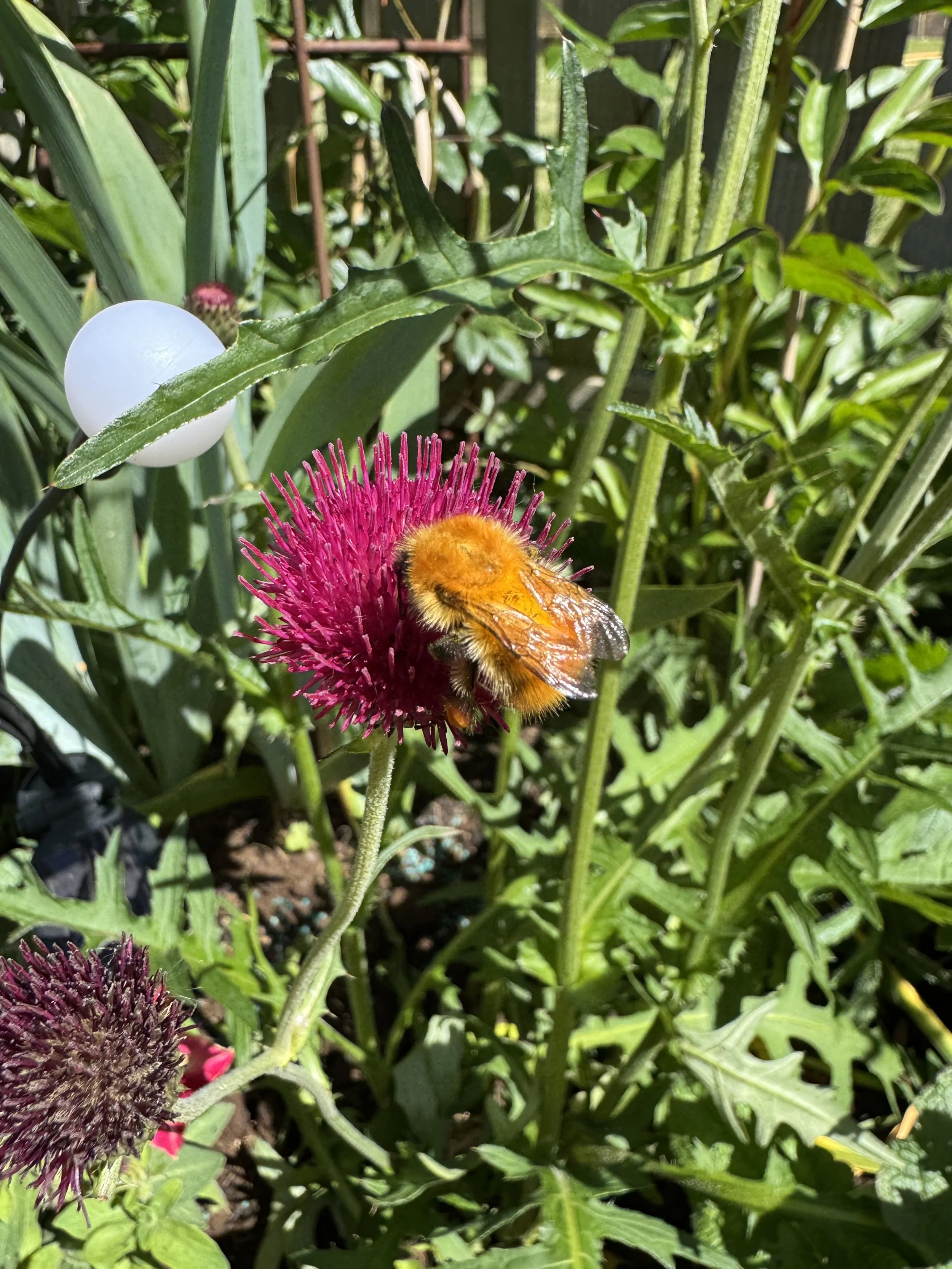 Thistle with bee