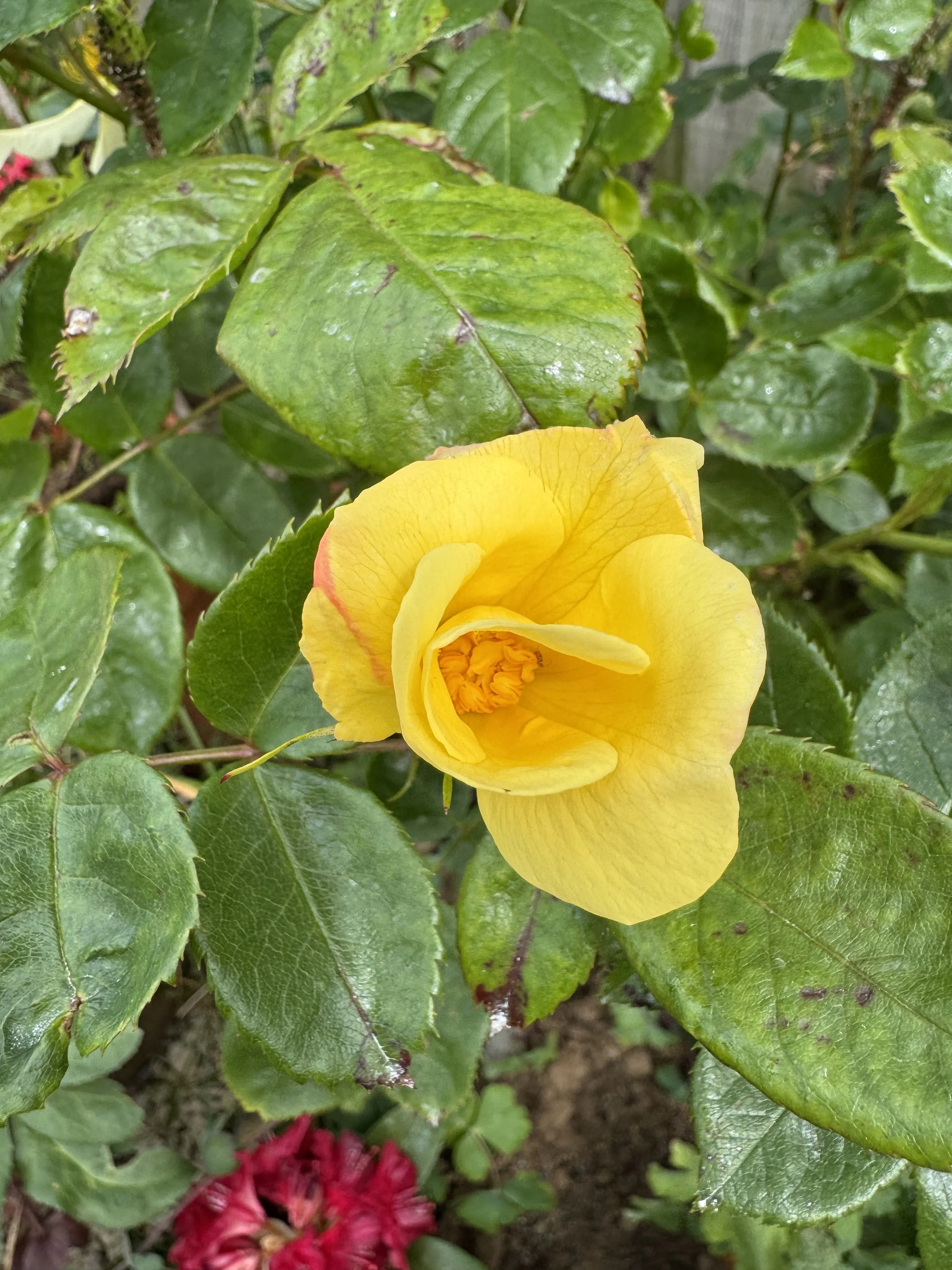 Rose - Tottering by Gently