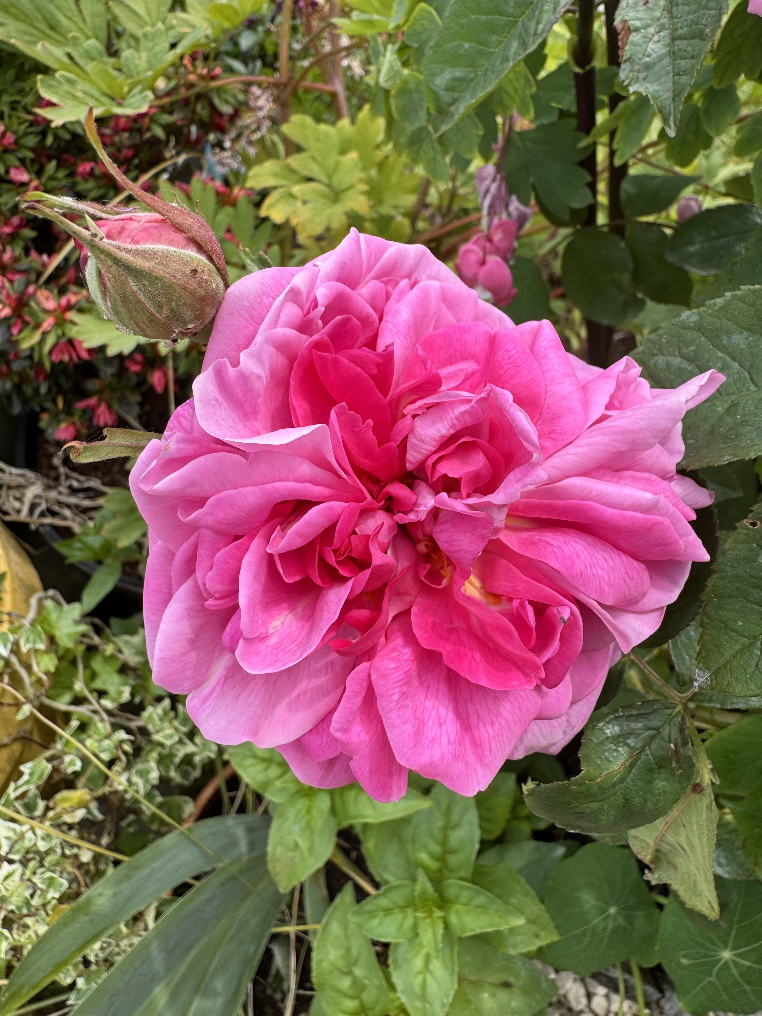 Rose in full bloom - Gertrude Jekyl