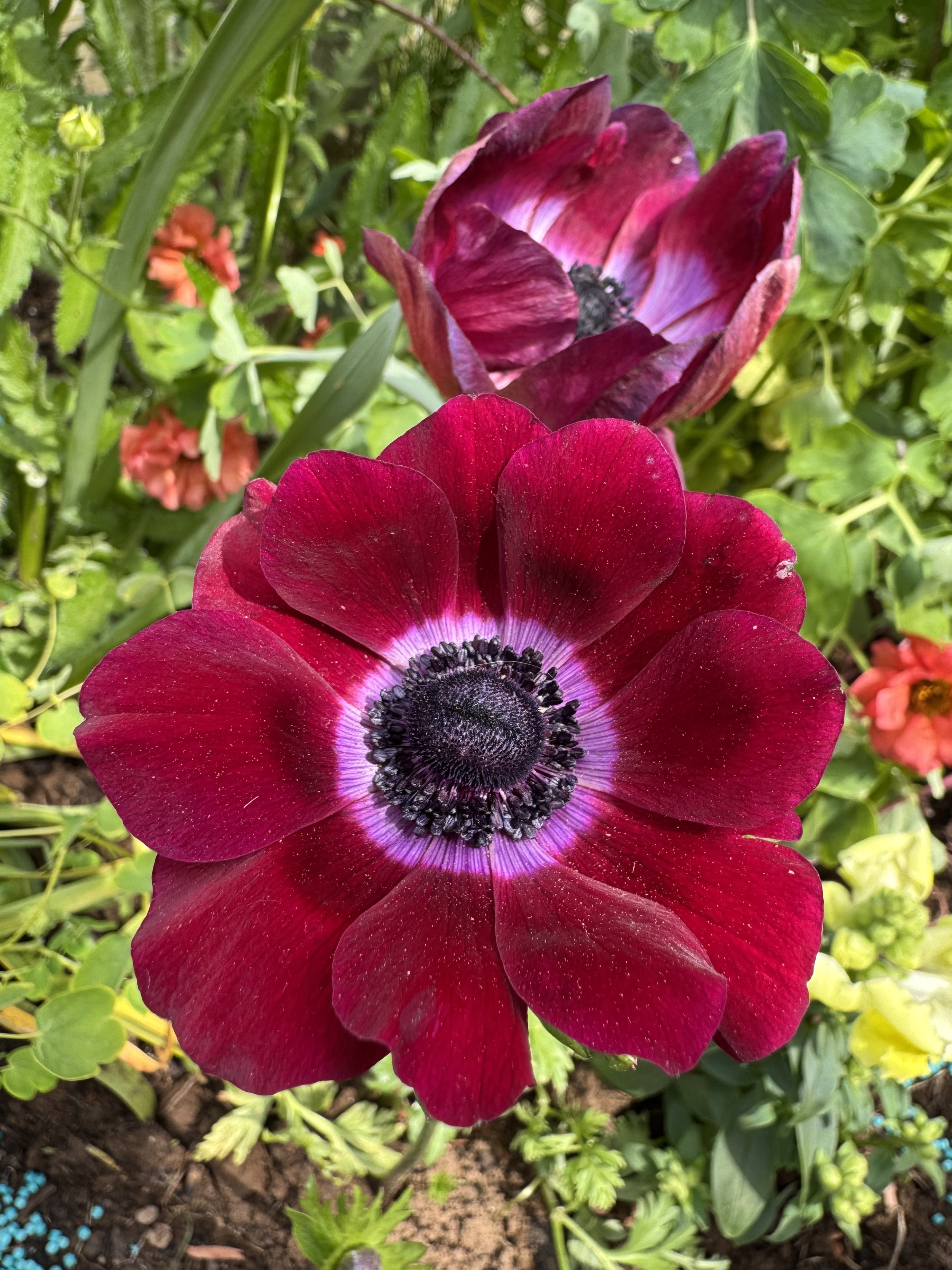 Burgundy Anemone