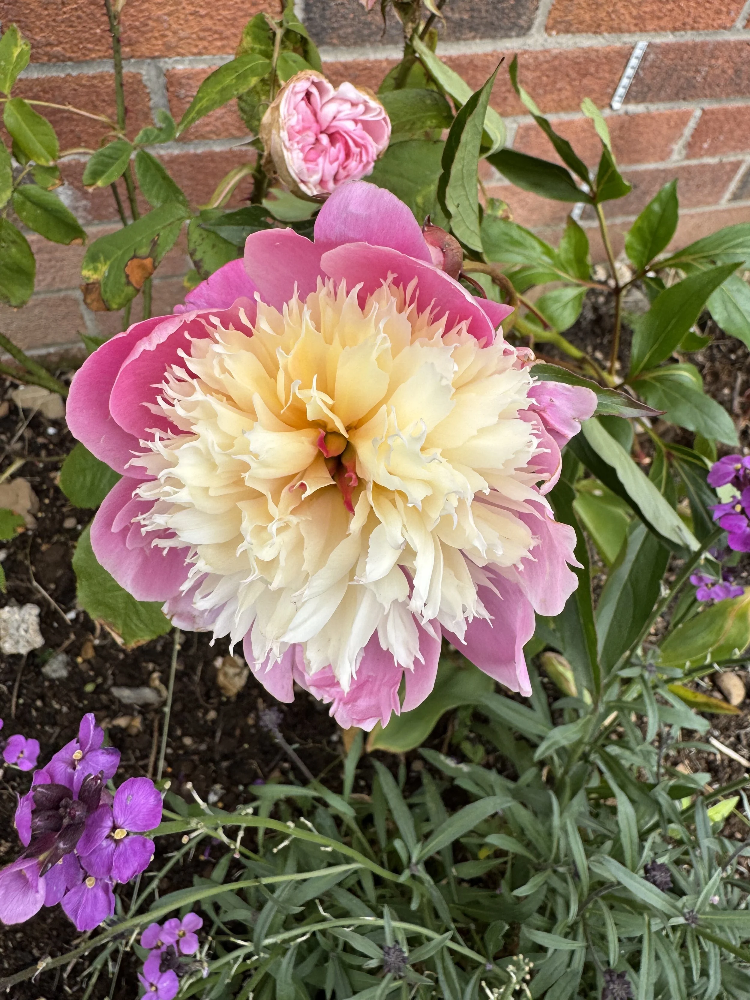 Peony - Bowl of Beauty