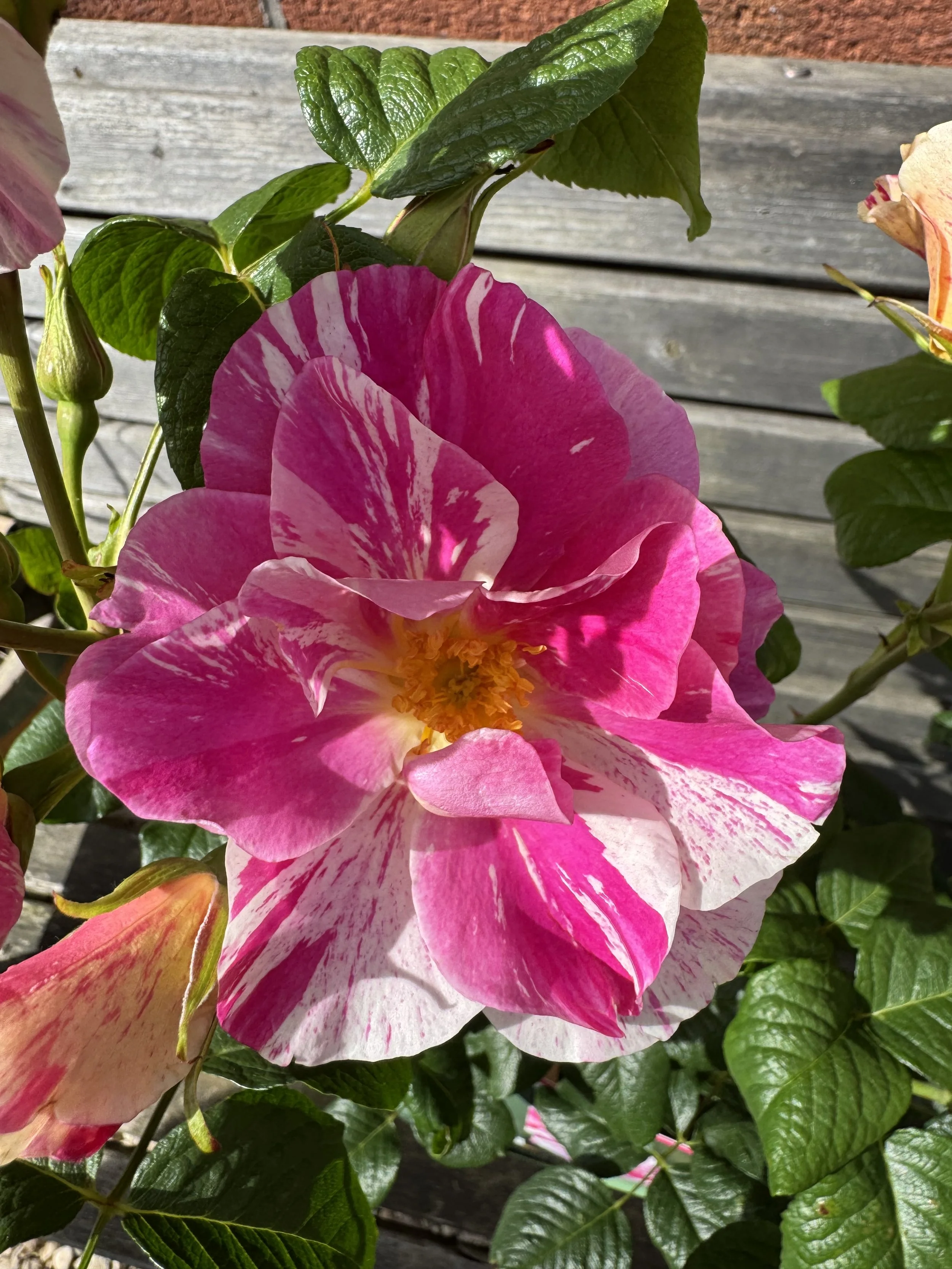 The new King's Rose from David Austin