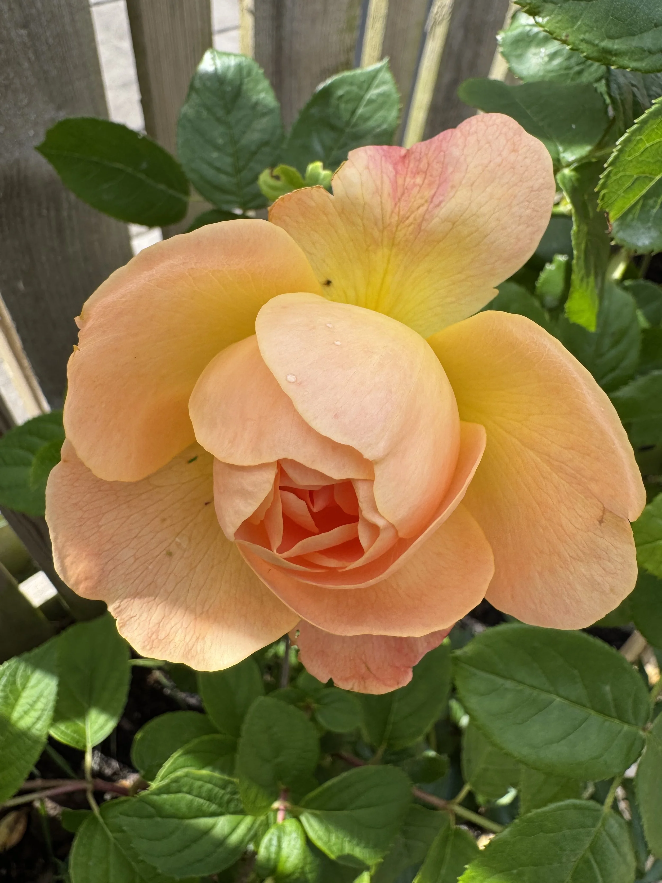 Rose - The Lark Ascending