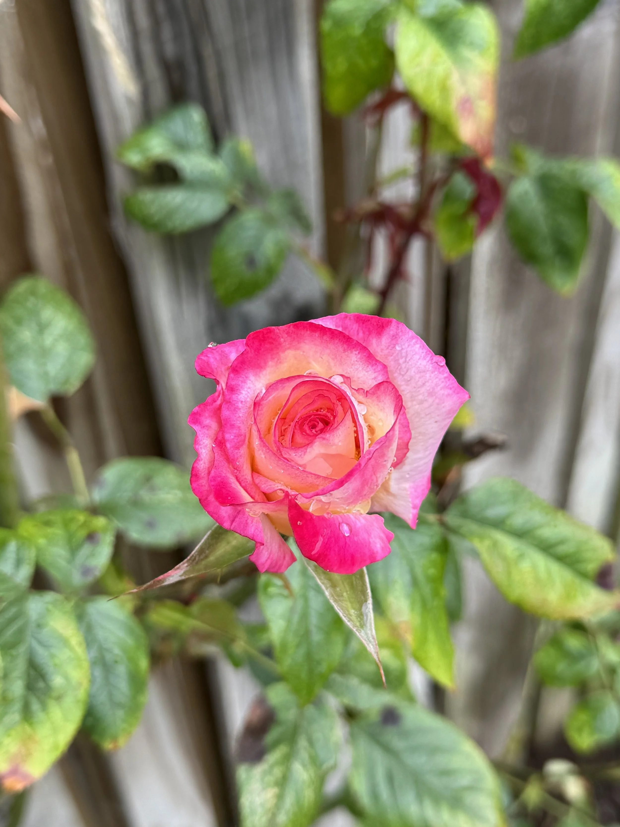 My favourite rose - Handel