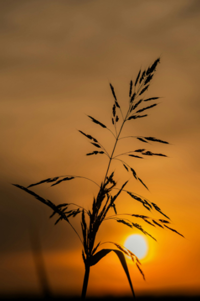 Silhouette of grass against a sunset sky with a visible sun.