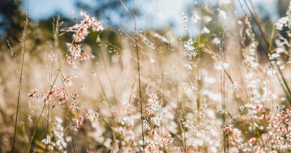 Close-up of wildflowers and grasses in a sunlit meadow with a blurred background